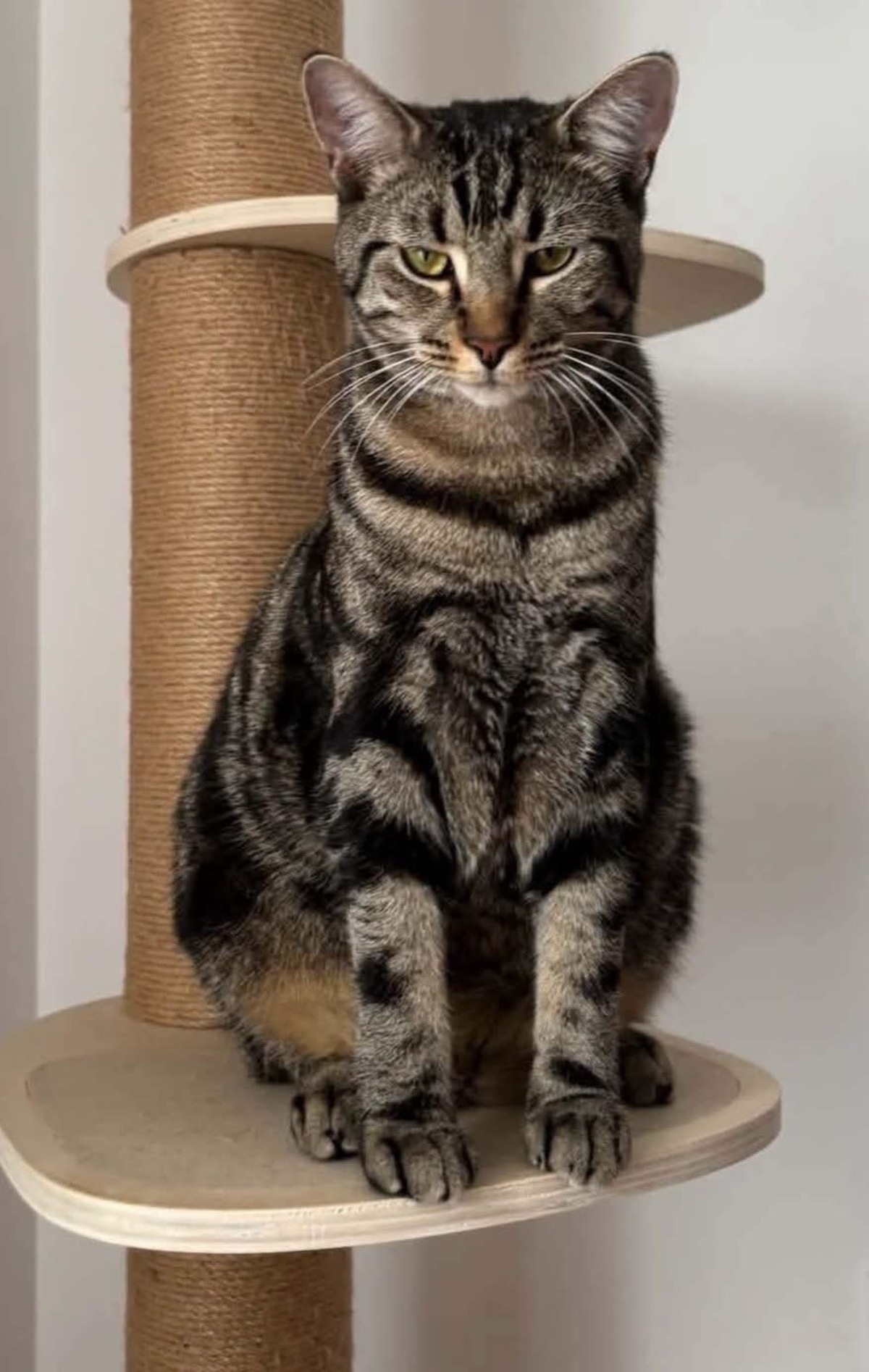 Adoption Qita