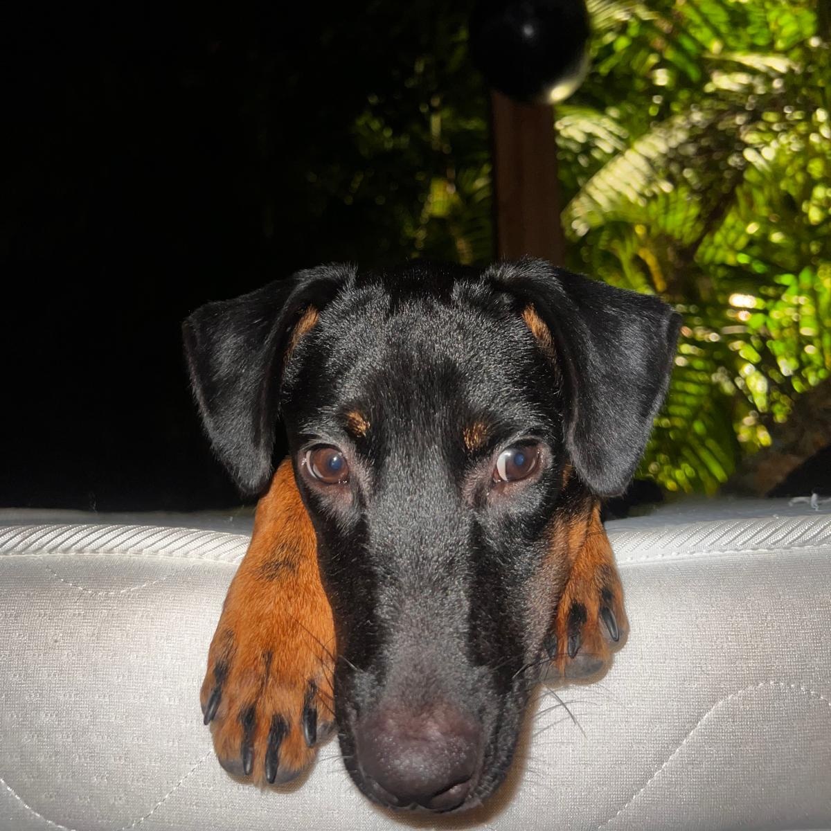 Adoption Manea