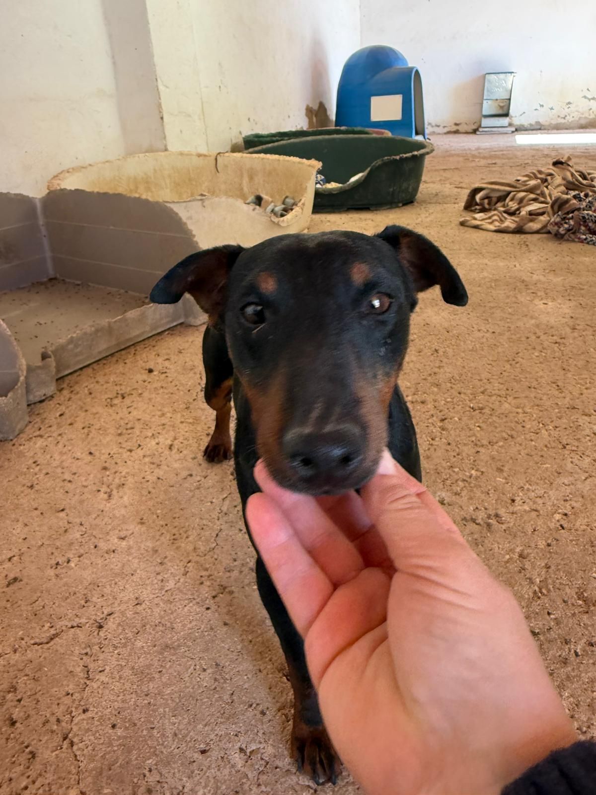 Adoption Gaspar