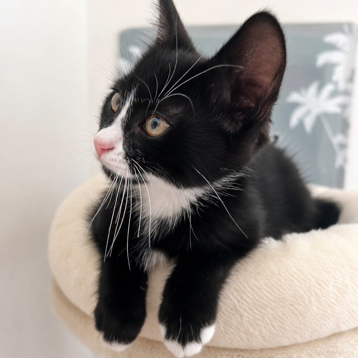 Adoption NOUCHKA
