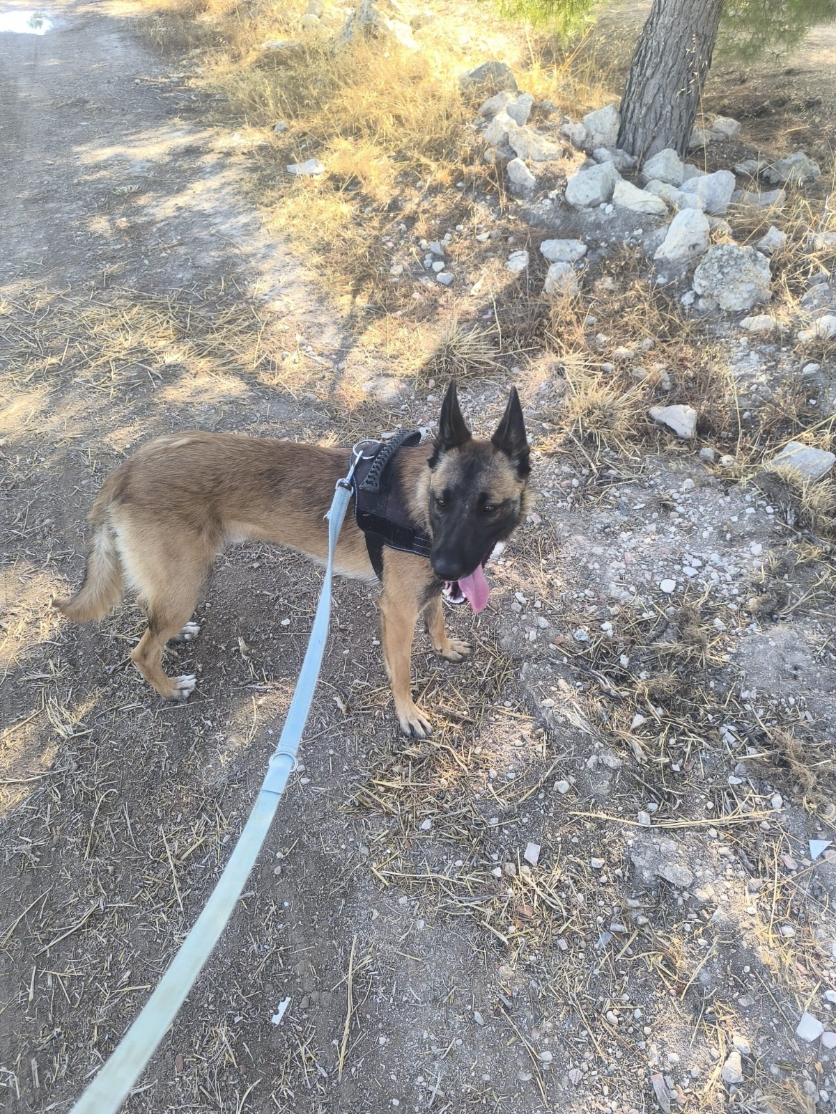 Adoption Nelson 