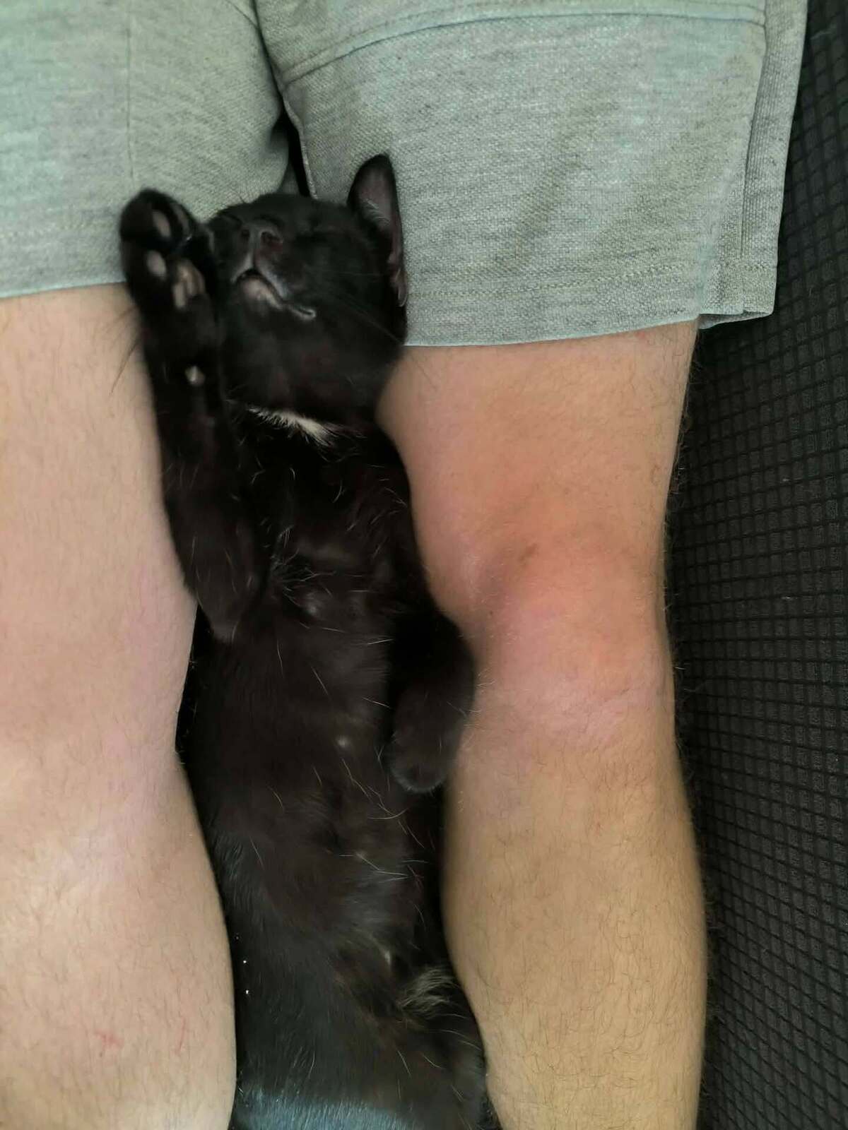 Adoption Copa