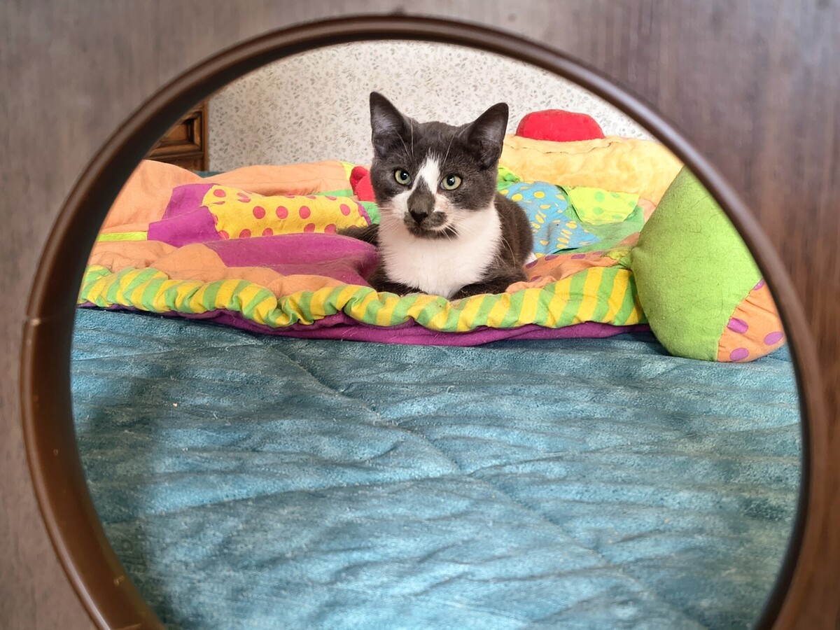 Adoption Zèbre