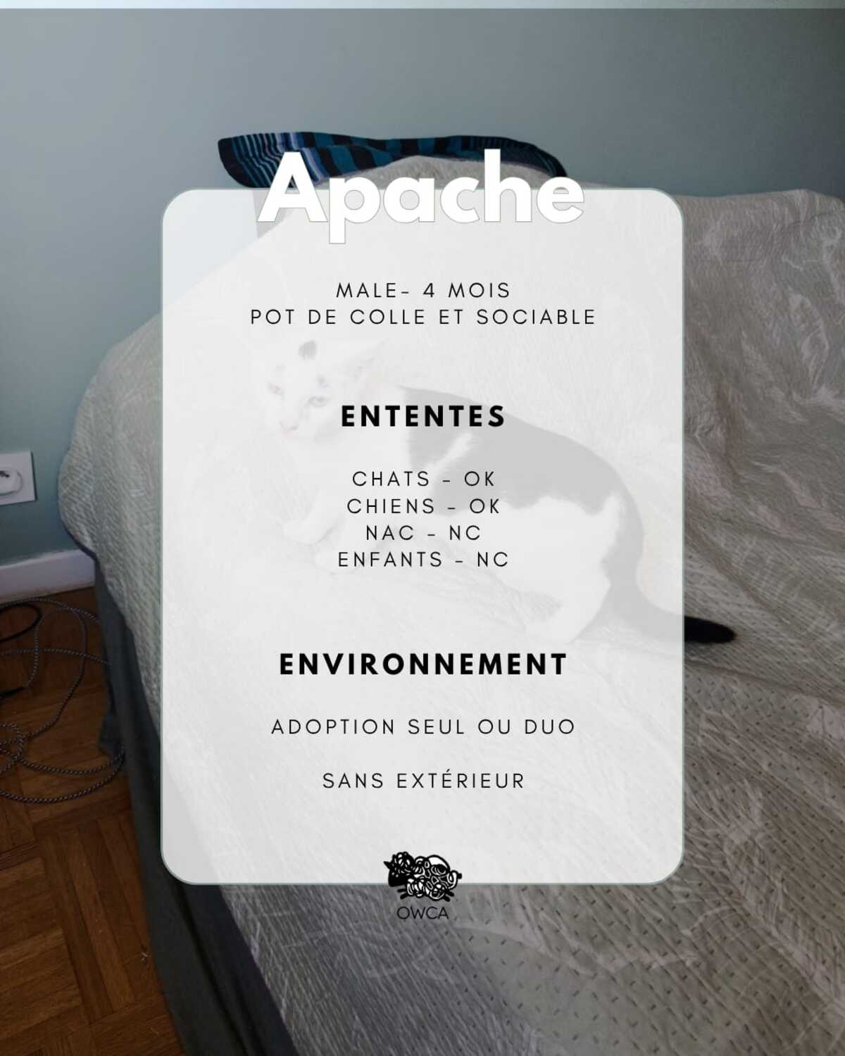 Adoption Apache