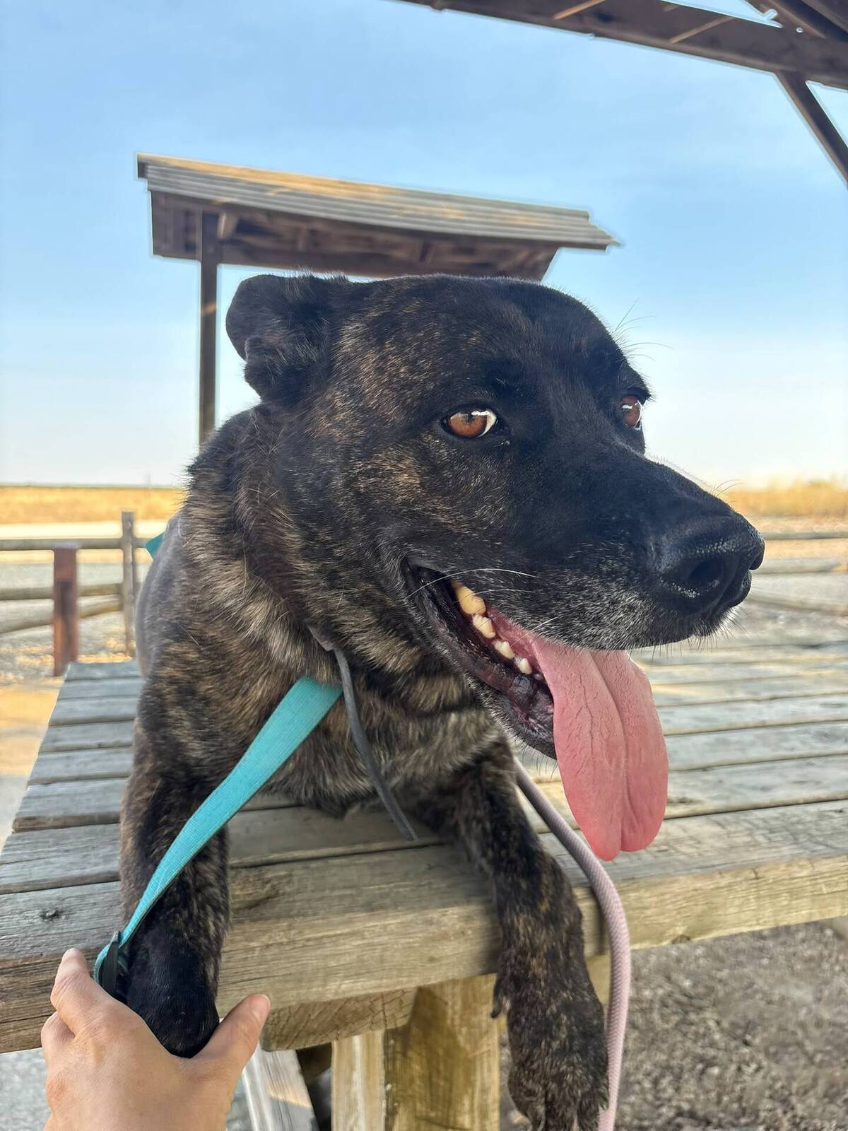 Adoption Ana