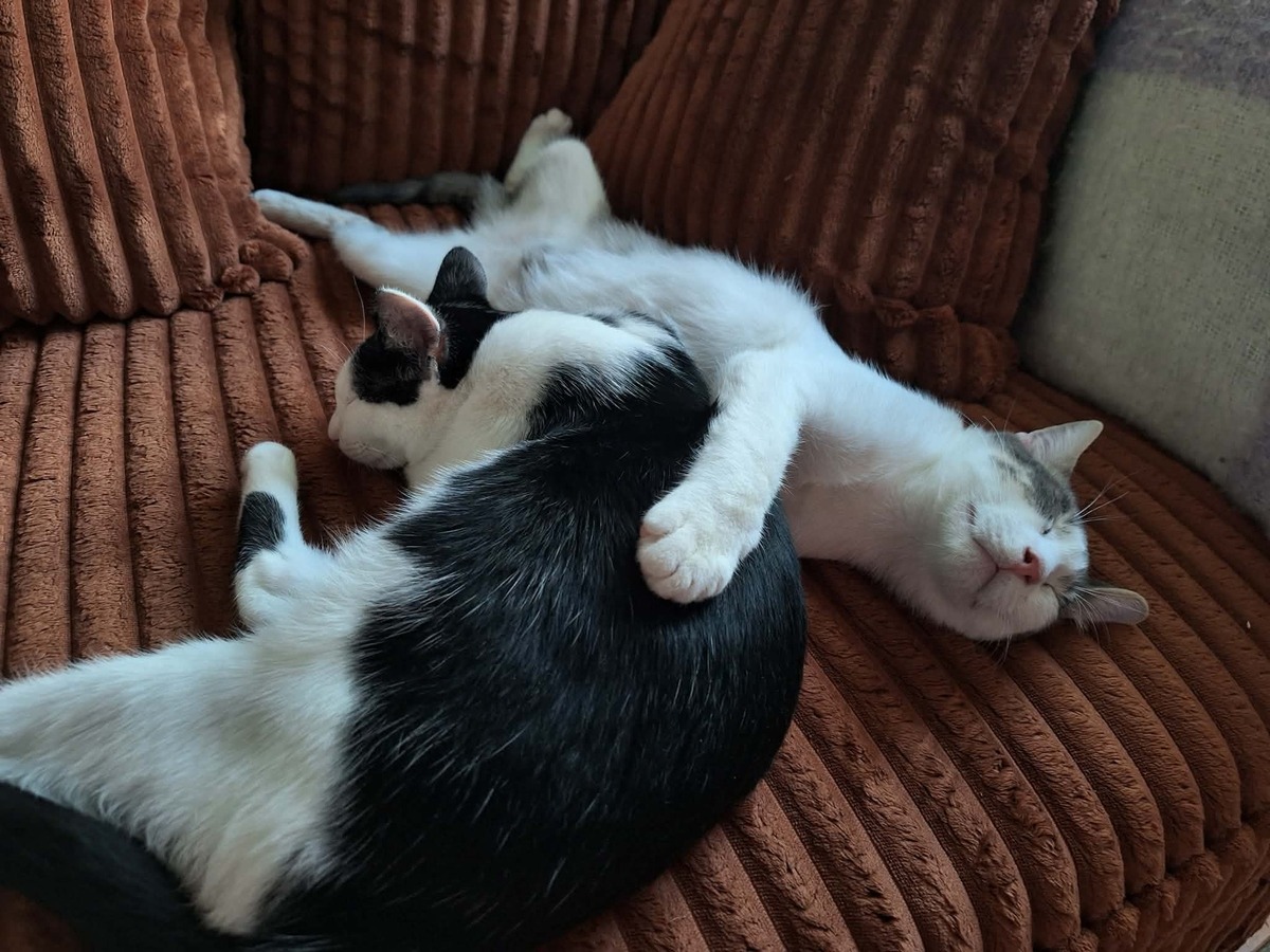 Adoption Suchi et Grisou