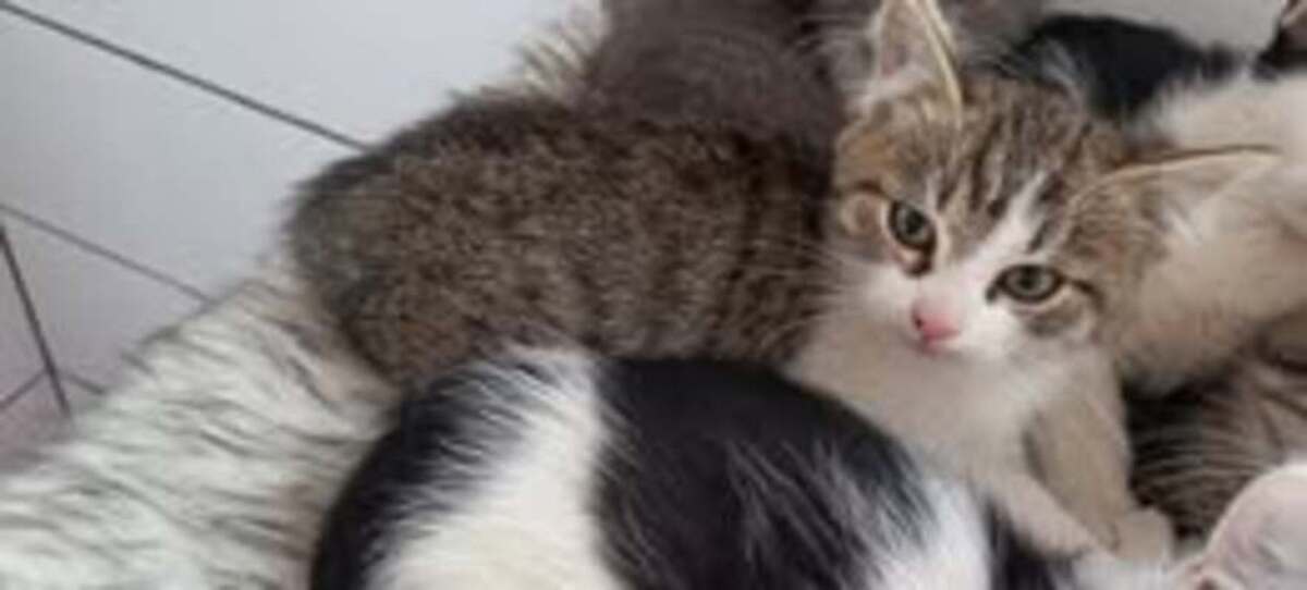 Adoption Pimousse