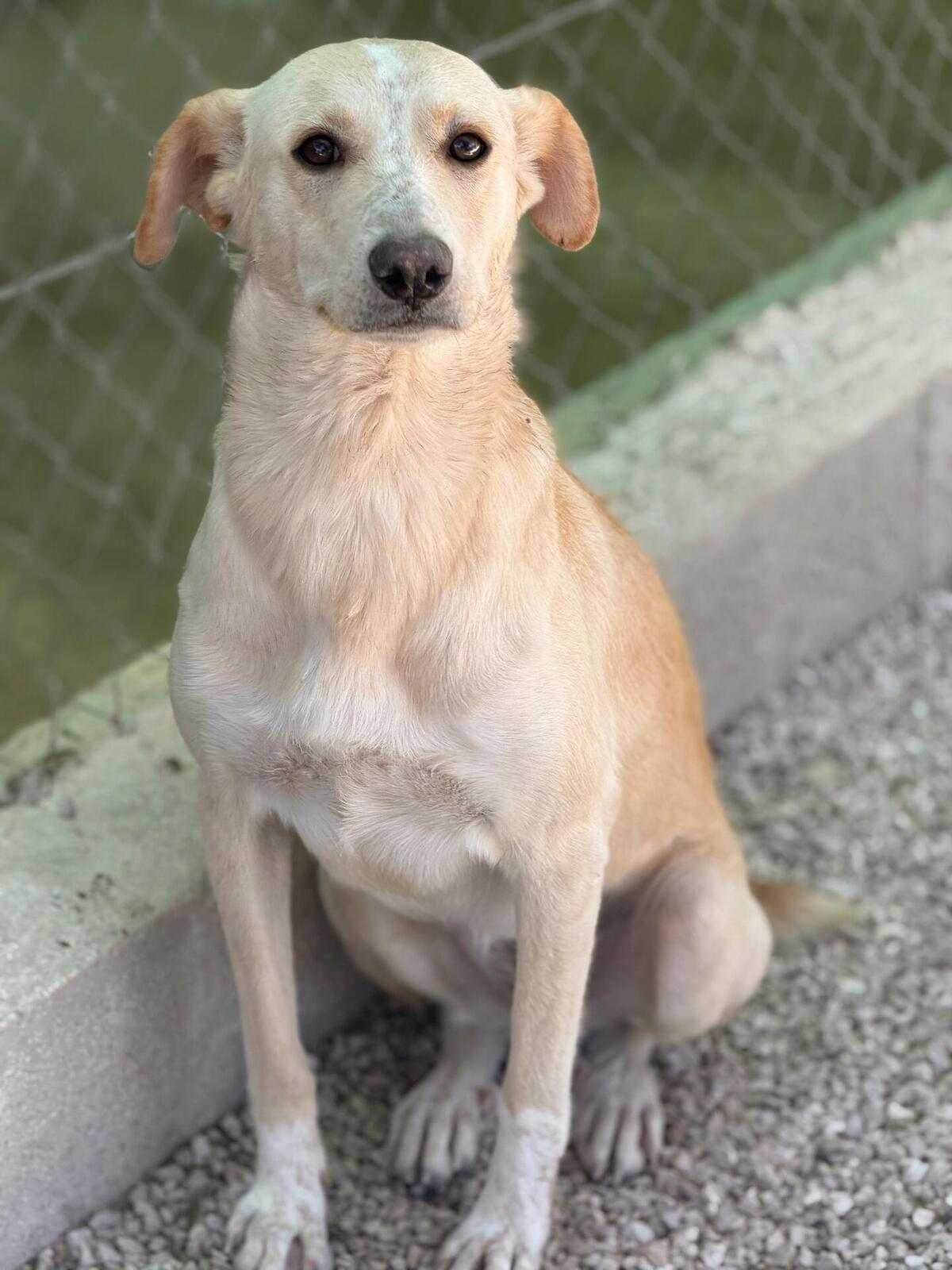 Adoption Iris