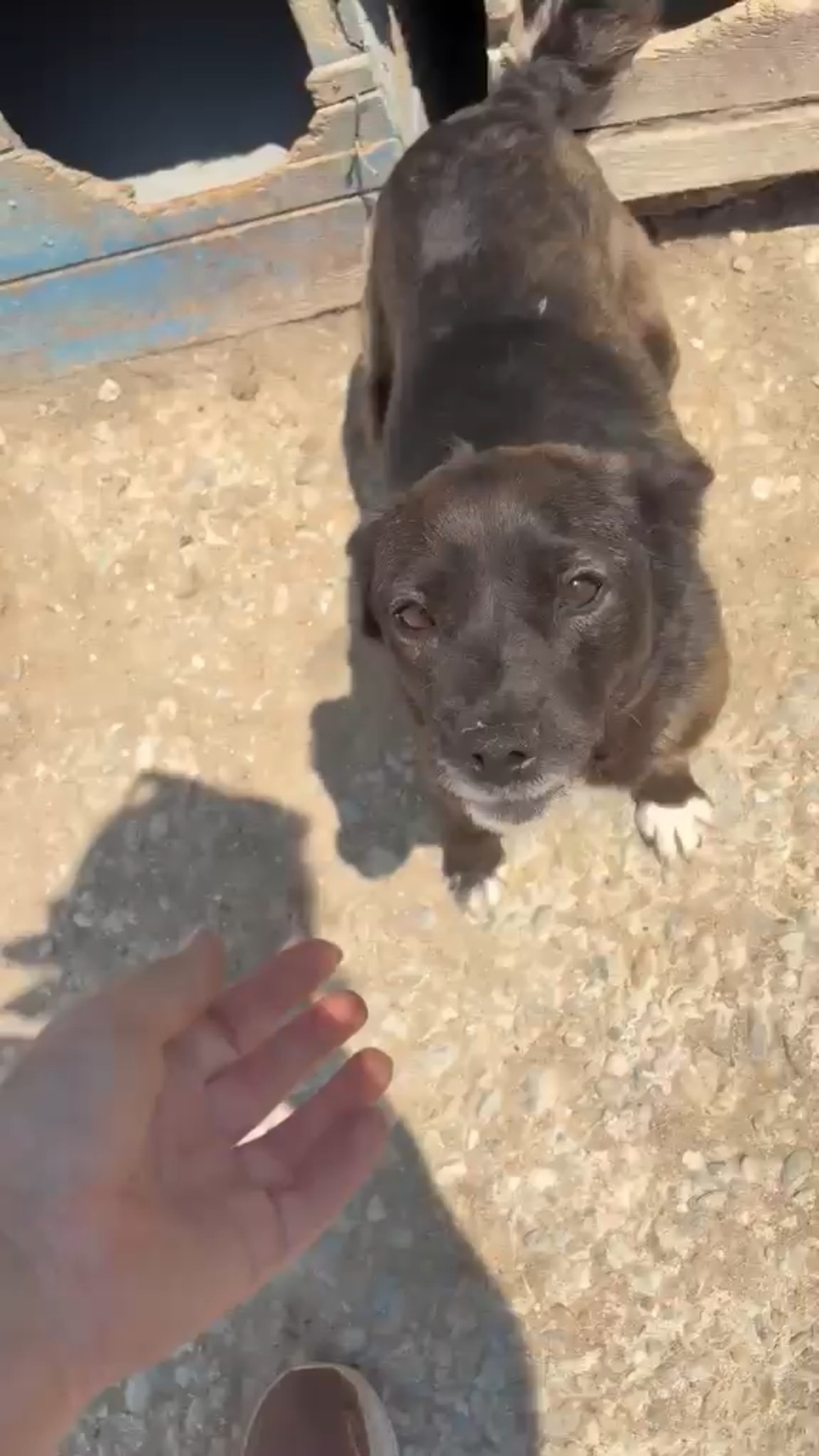 Adoption MIA