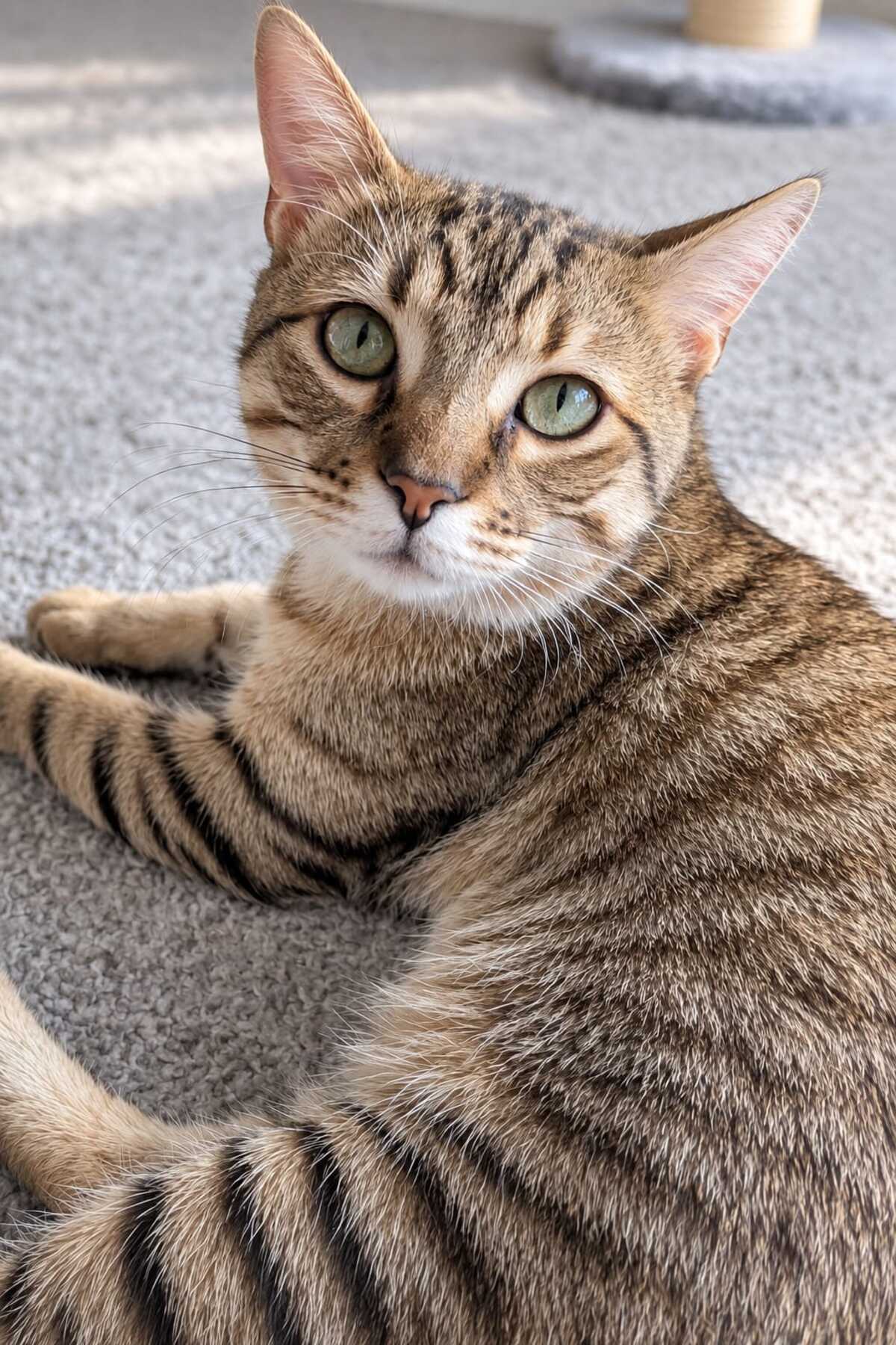 Adoption Sweety