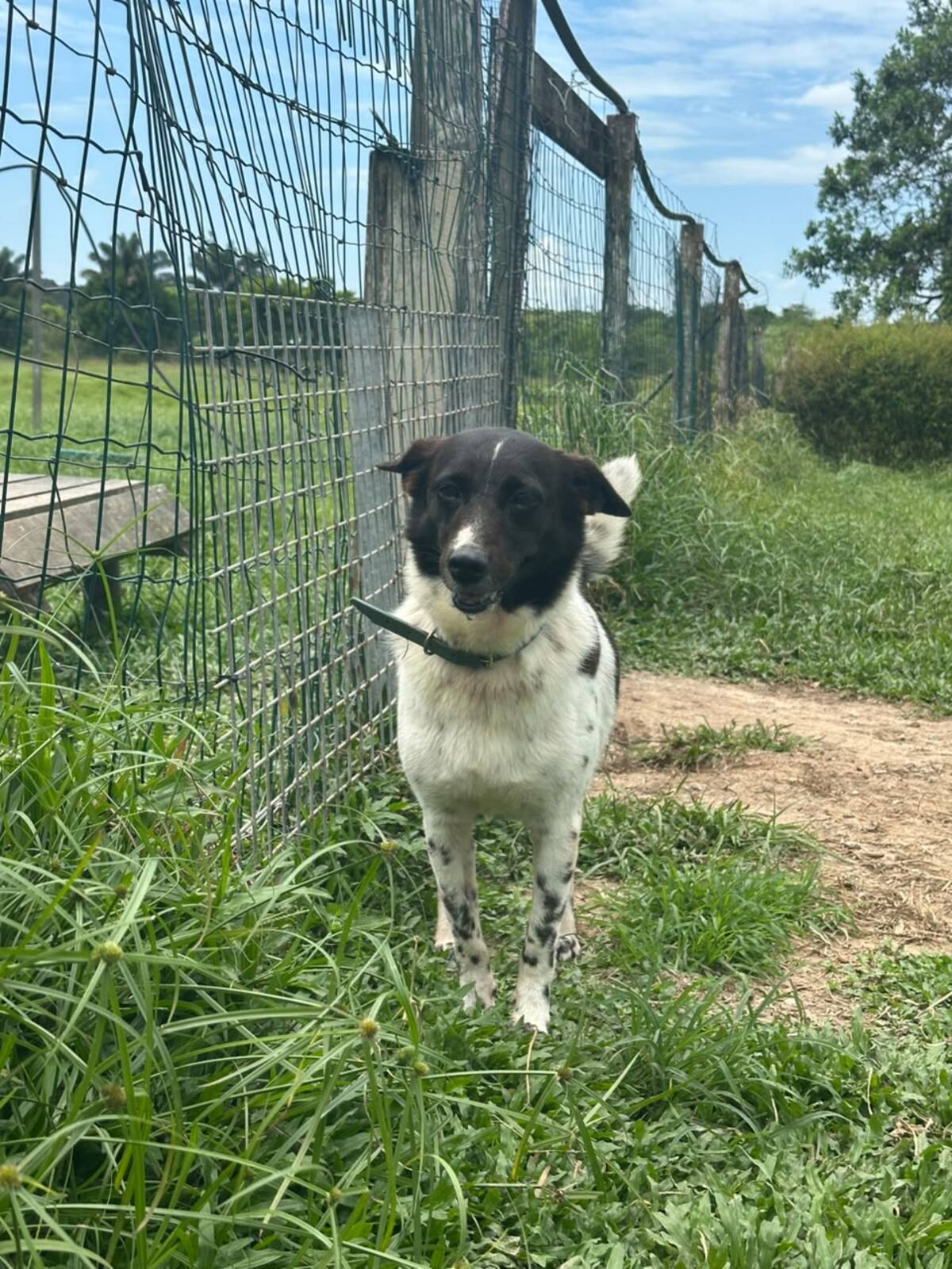 Adoption Enana