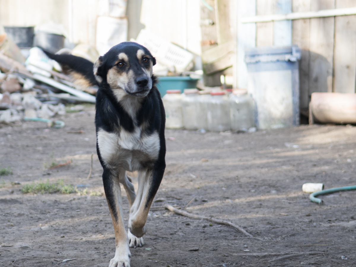 Adoption Kovu