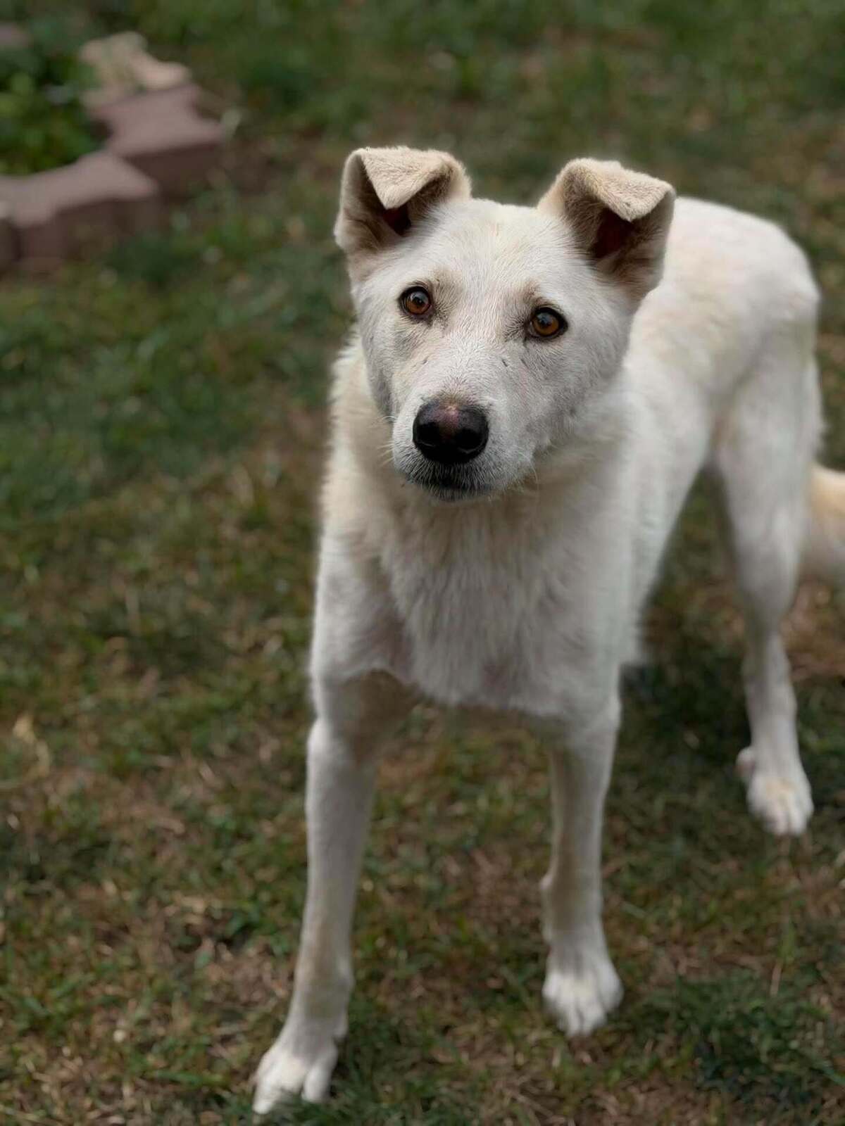 Adoption Polar