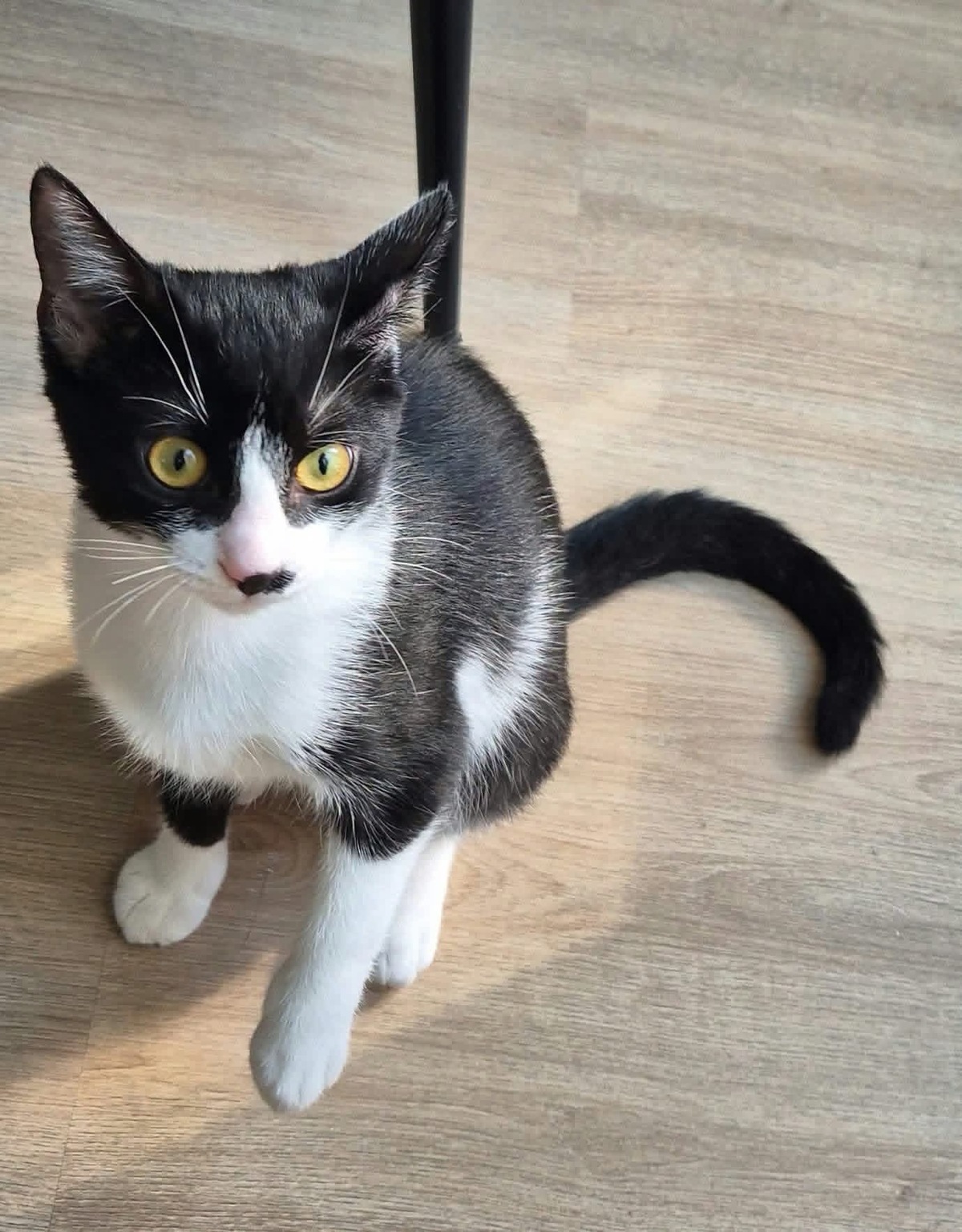 Adoption Swim et Filonna 