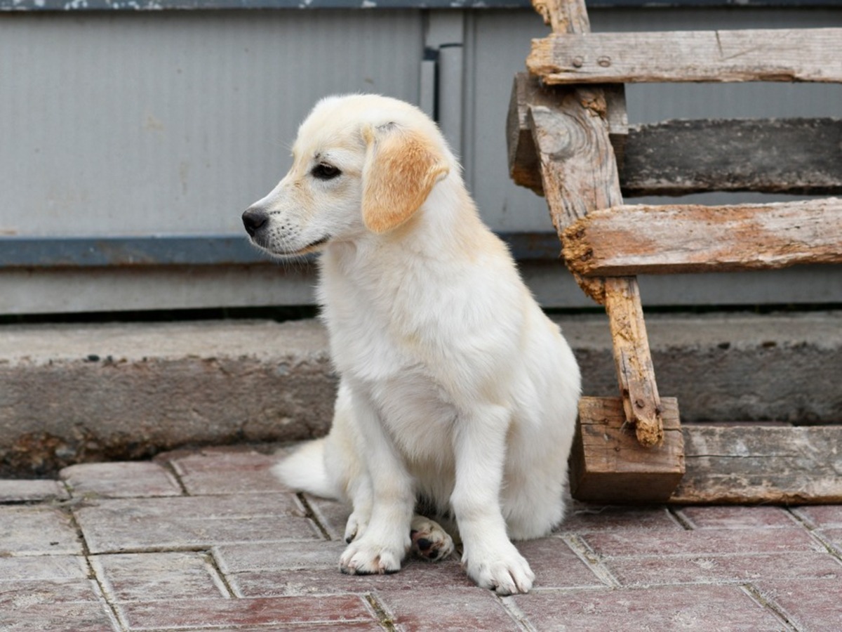 Adoption Marlo