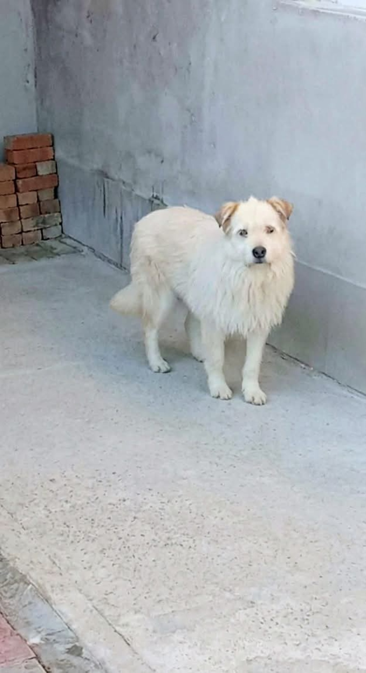 Adoption Talia
