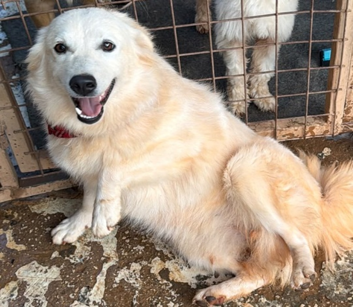 Adoption Bagel