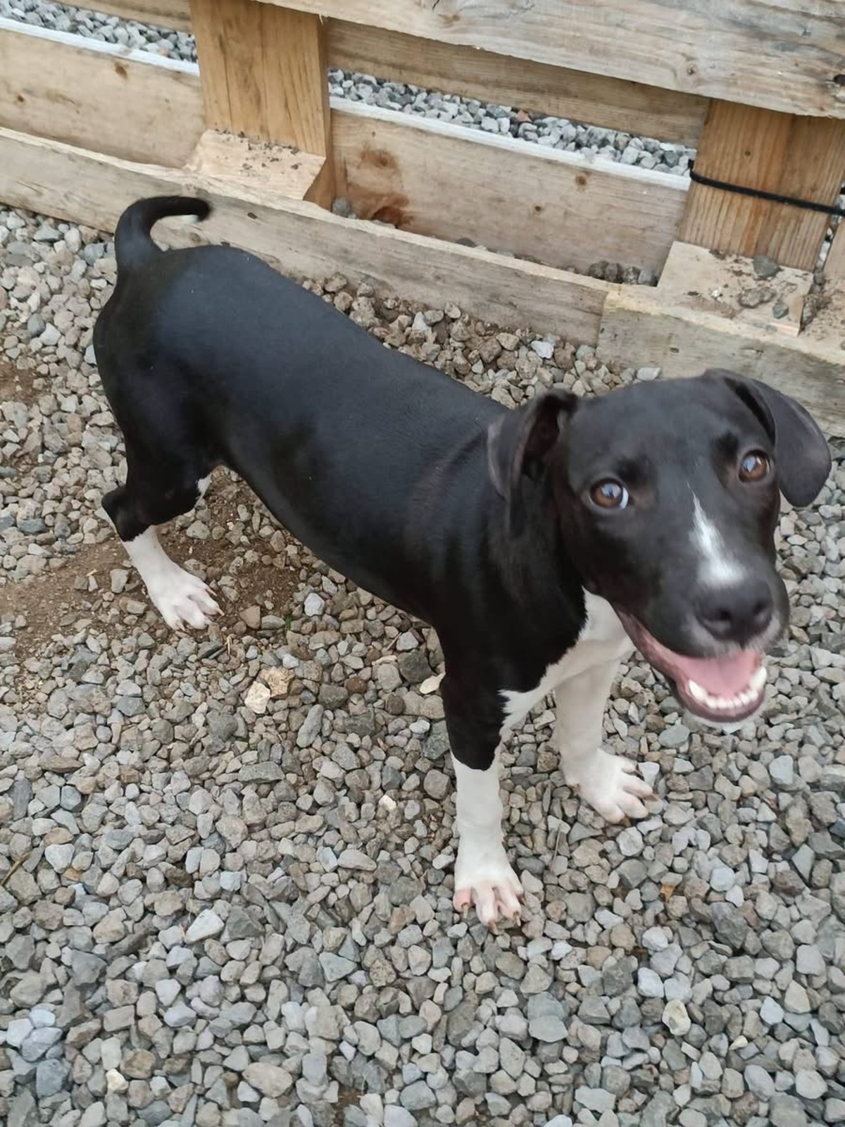 Adoption Bora