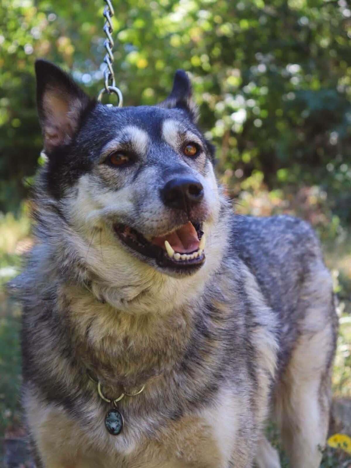 Adoption Amie