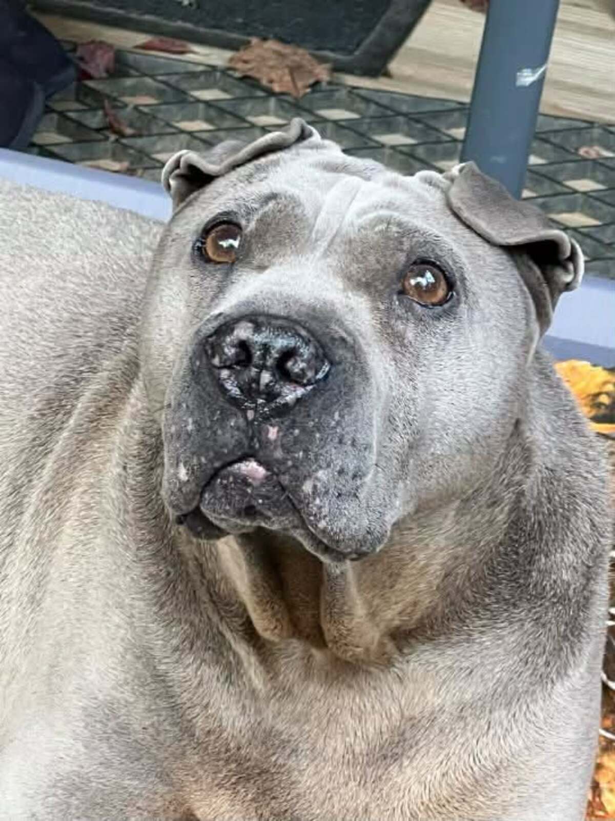 Adoption Fuji