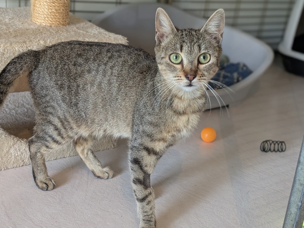 Adoption Bessy