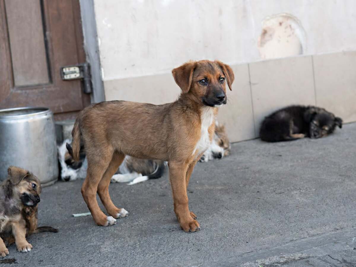 Adoption Jakarta