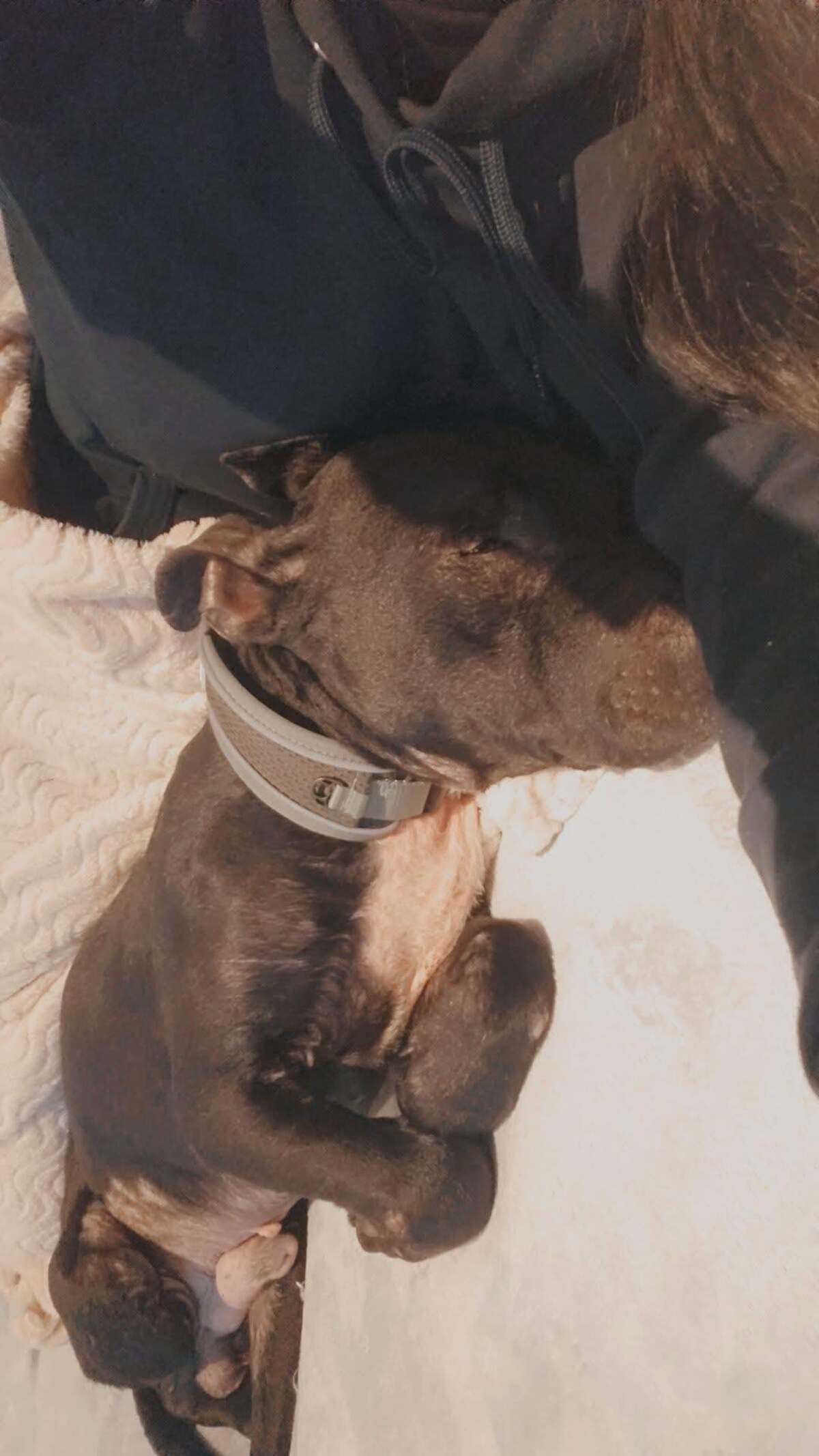 Adoption Paco
