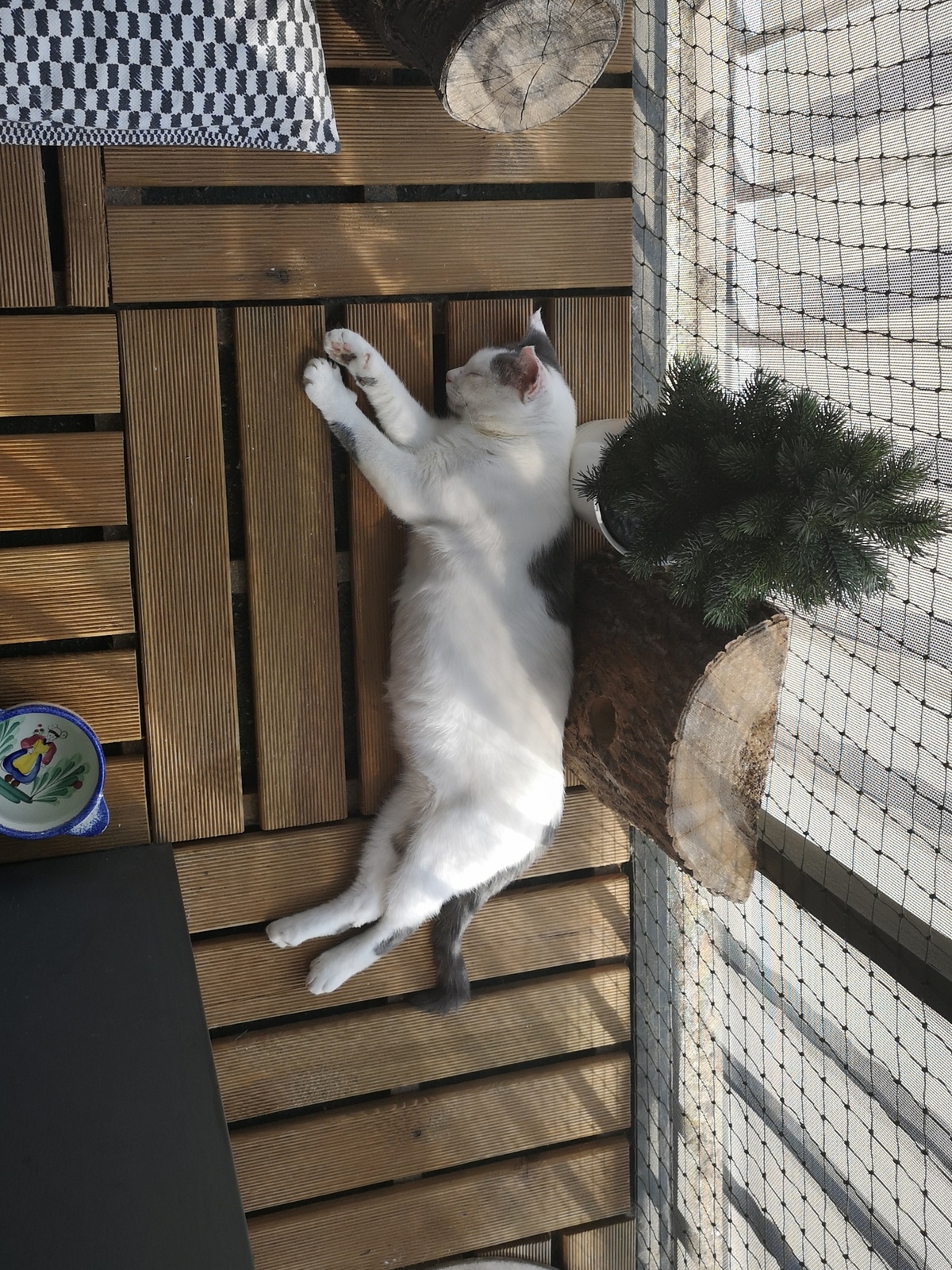 Adoption Tofort