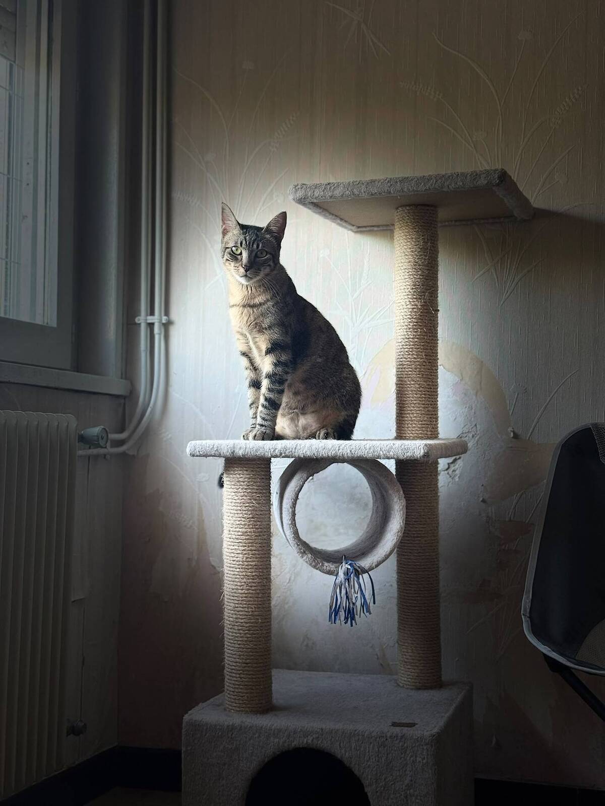 Adoption Street