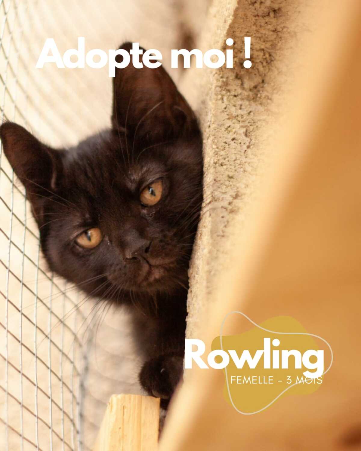 Adoption Rowling