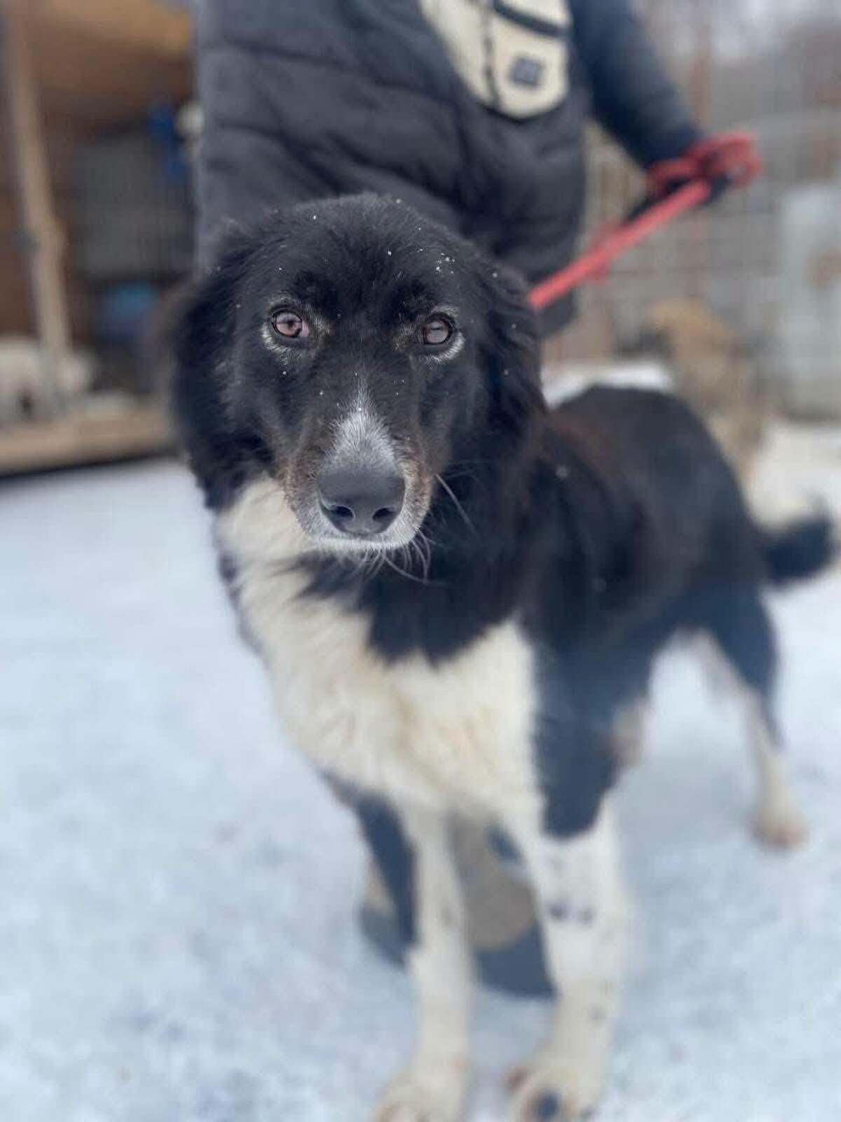 Adoption Biba