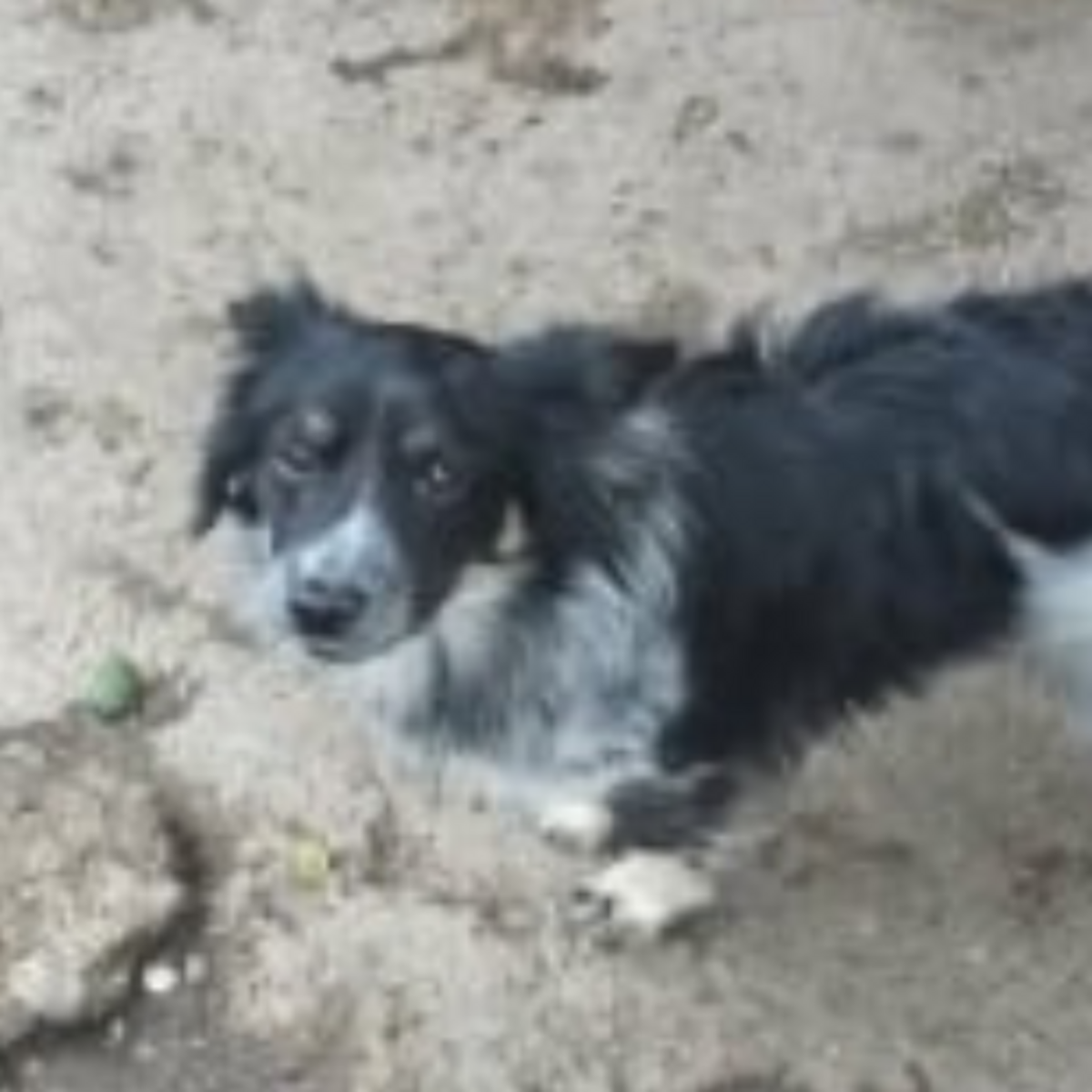 Adoption Zeus