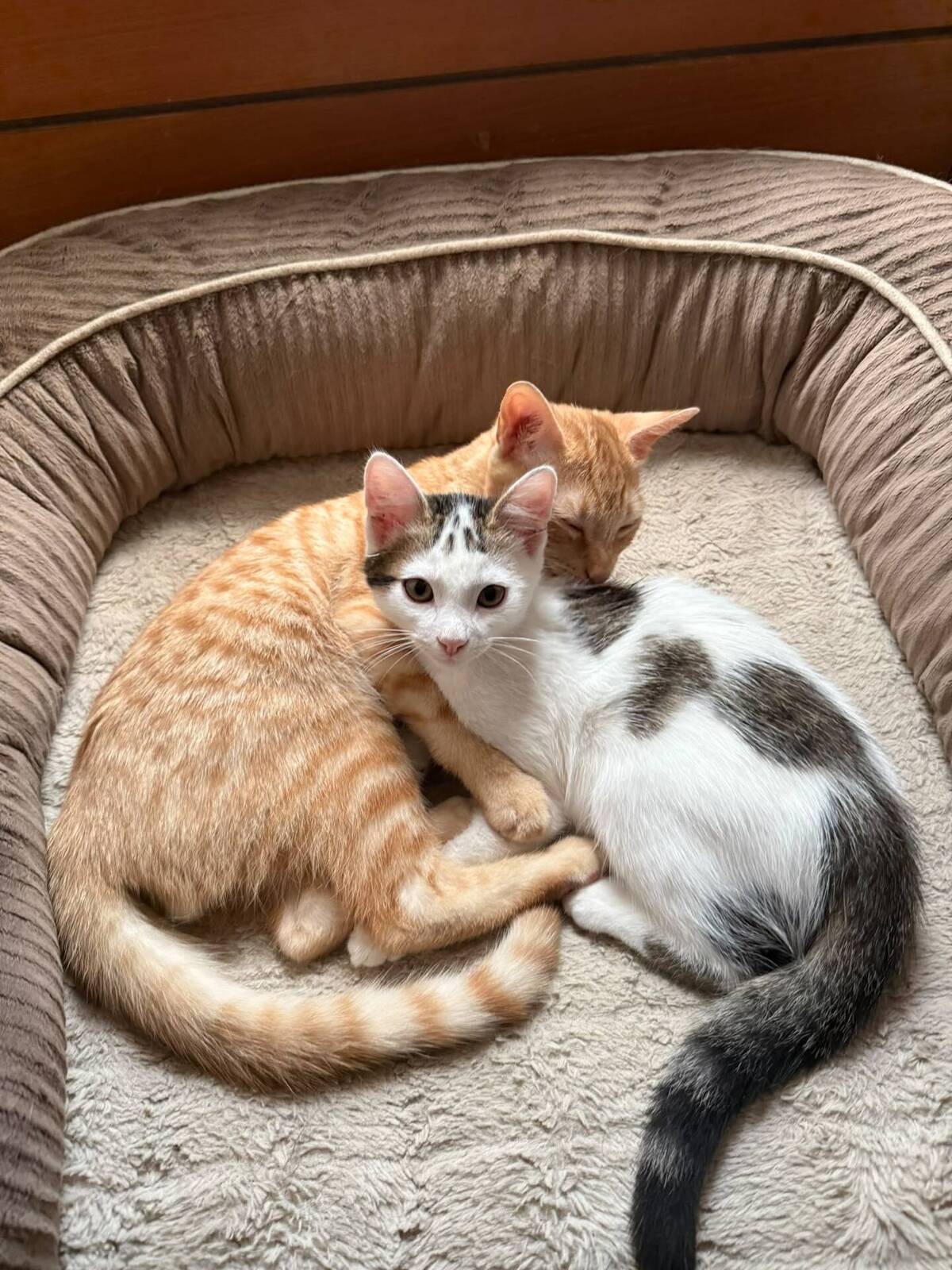 Adoption Loki