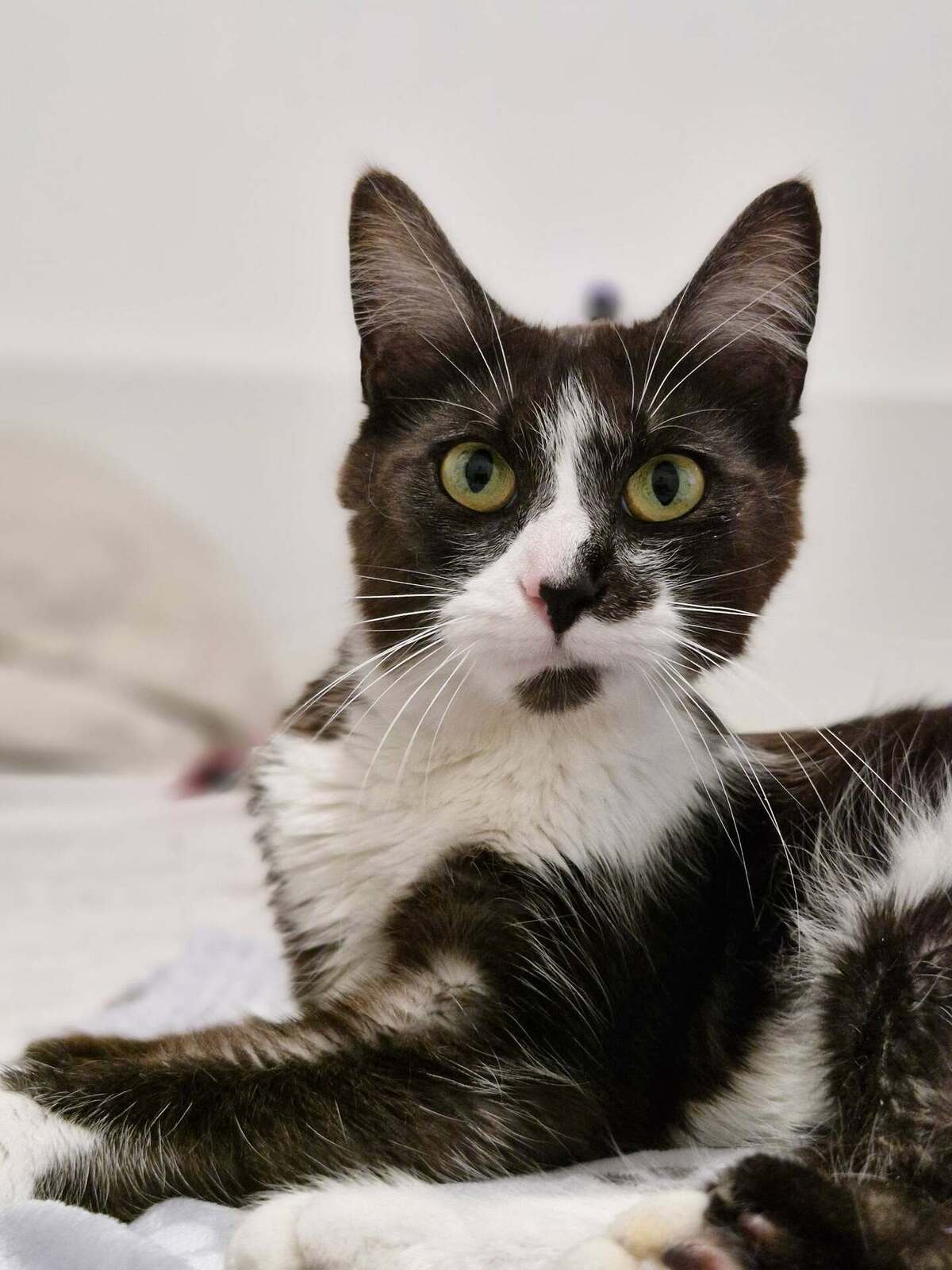 Adoption Litha