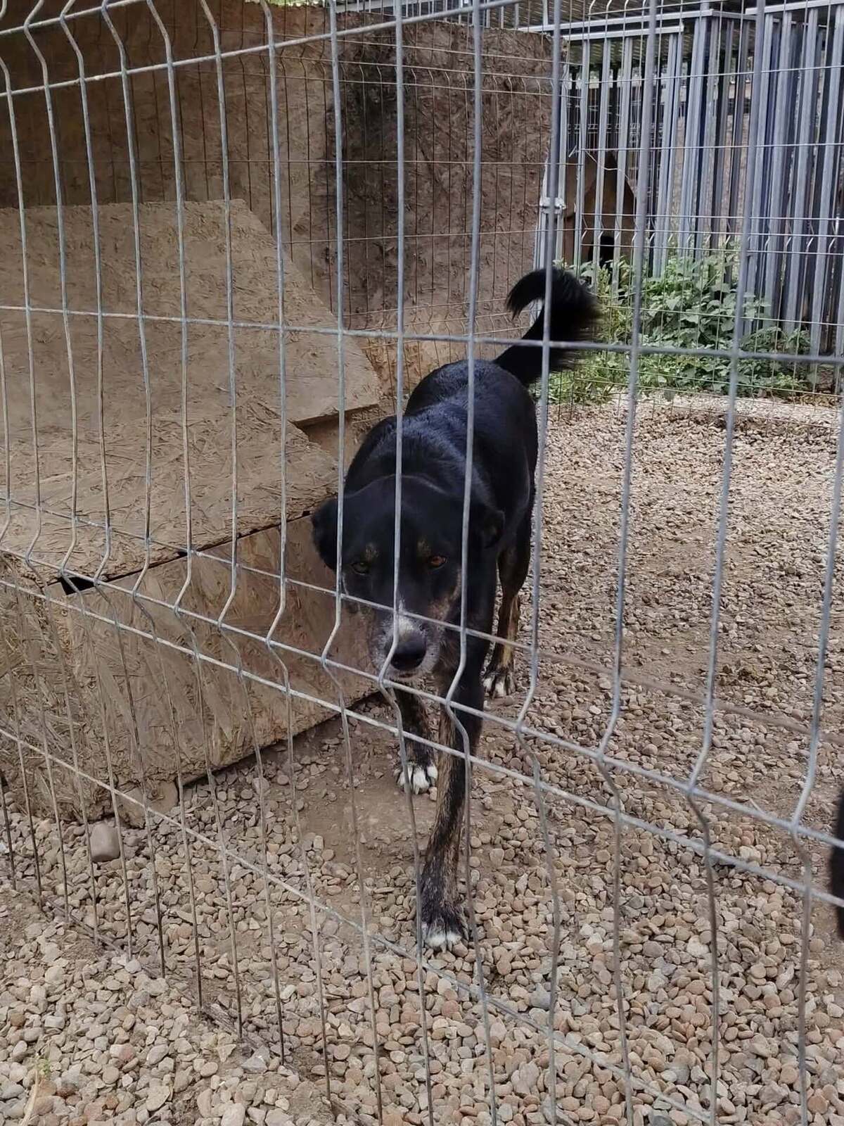 Adoption Eloan