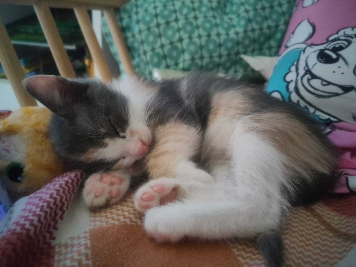 Adoption Lumi et Sélène
