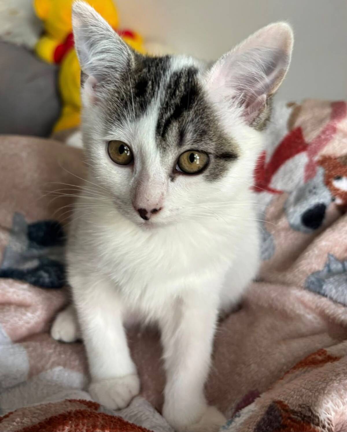 Adoption Jessy