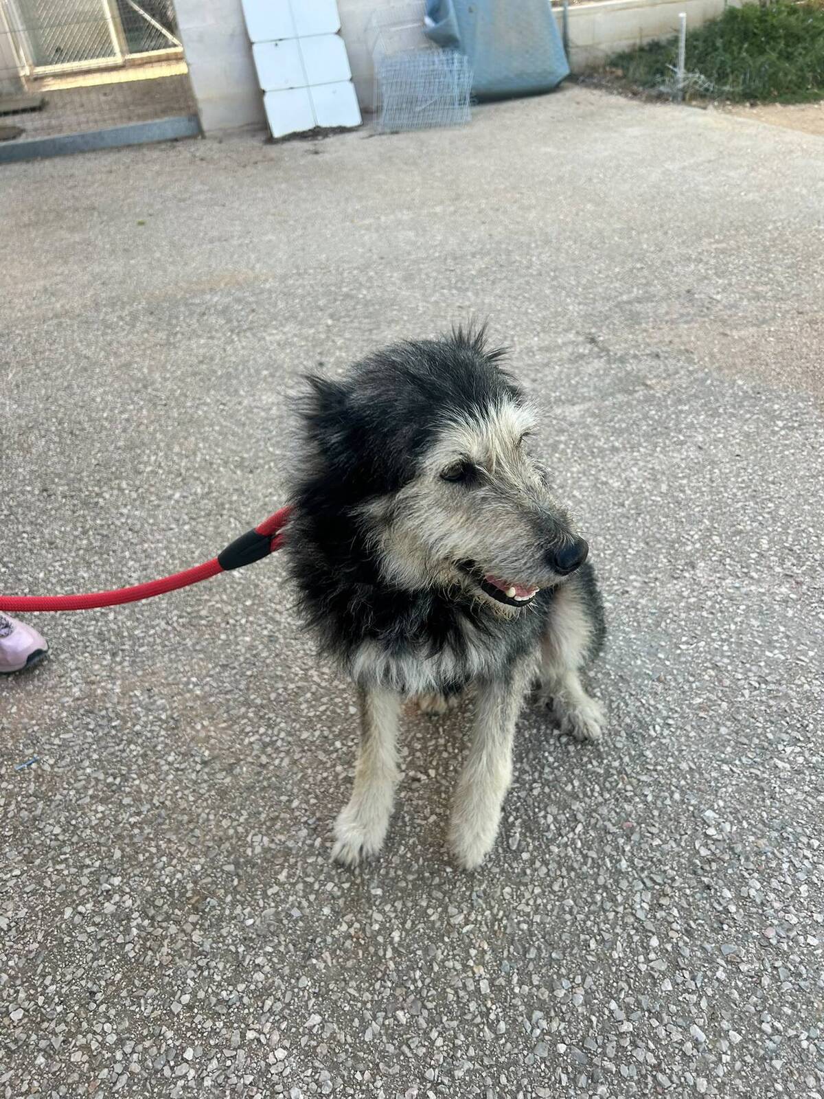 Adoption Sam