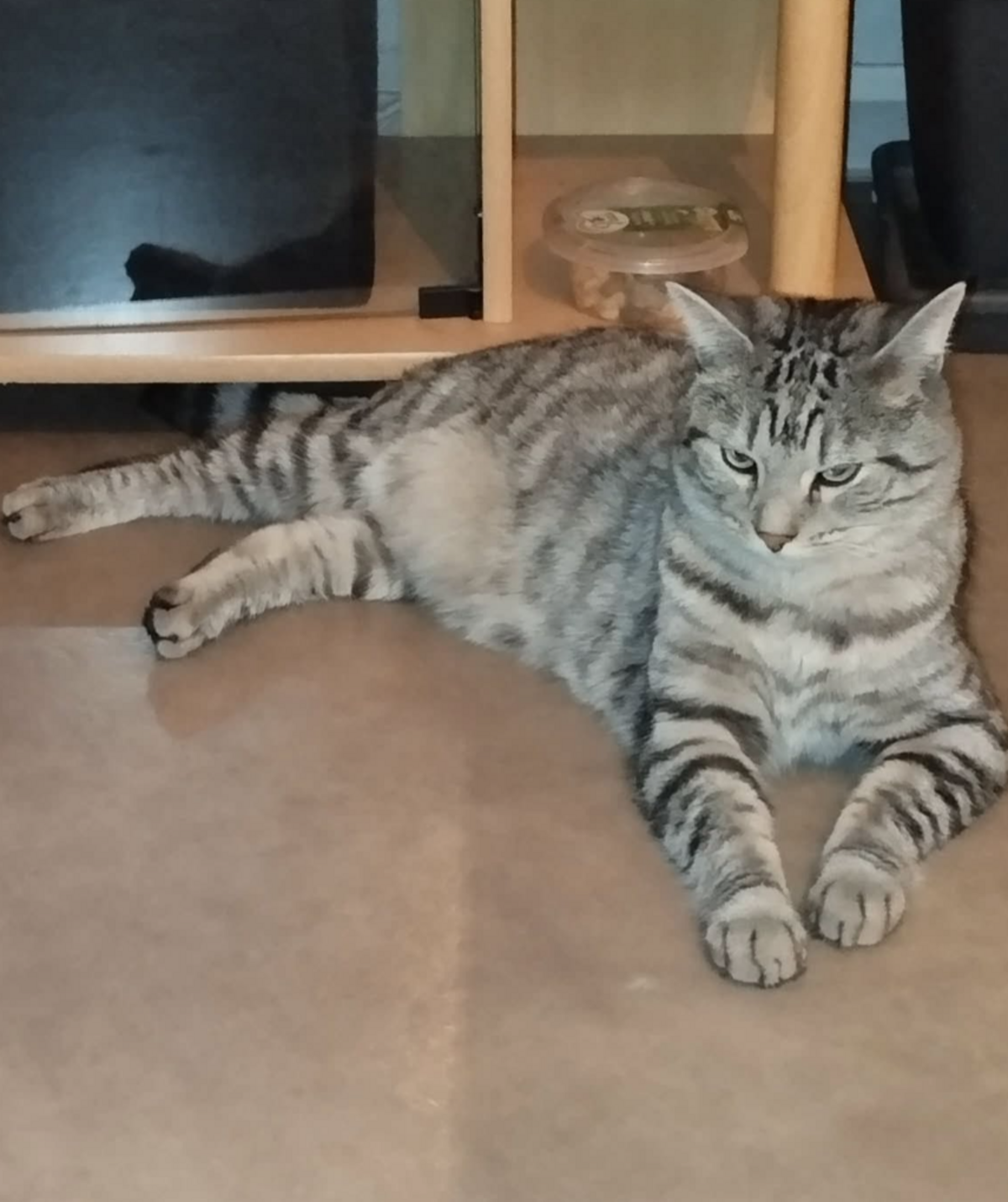 Adoption Ragnar