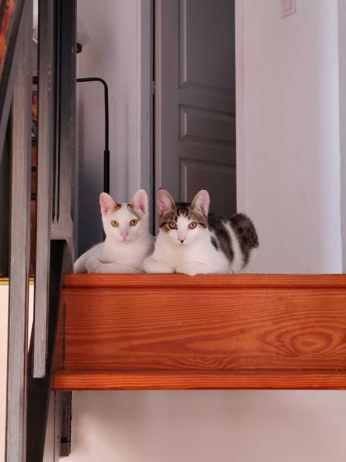 Adoption Chantilly