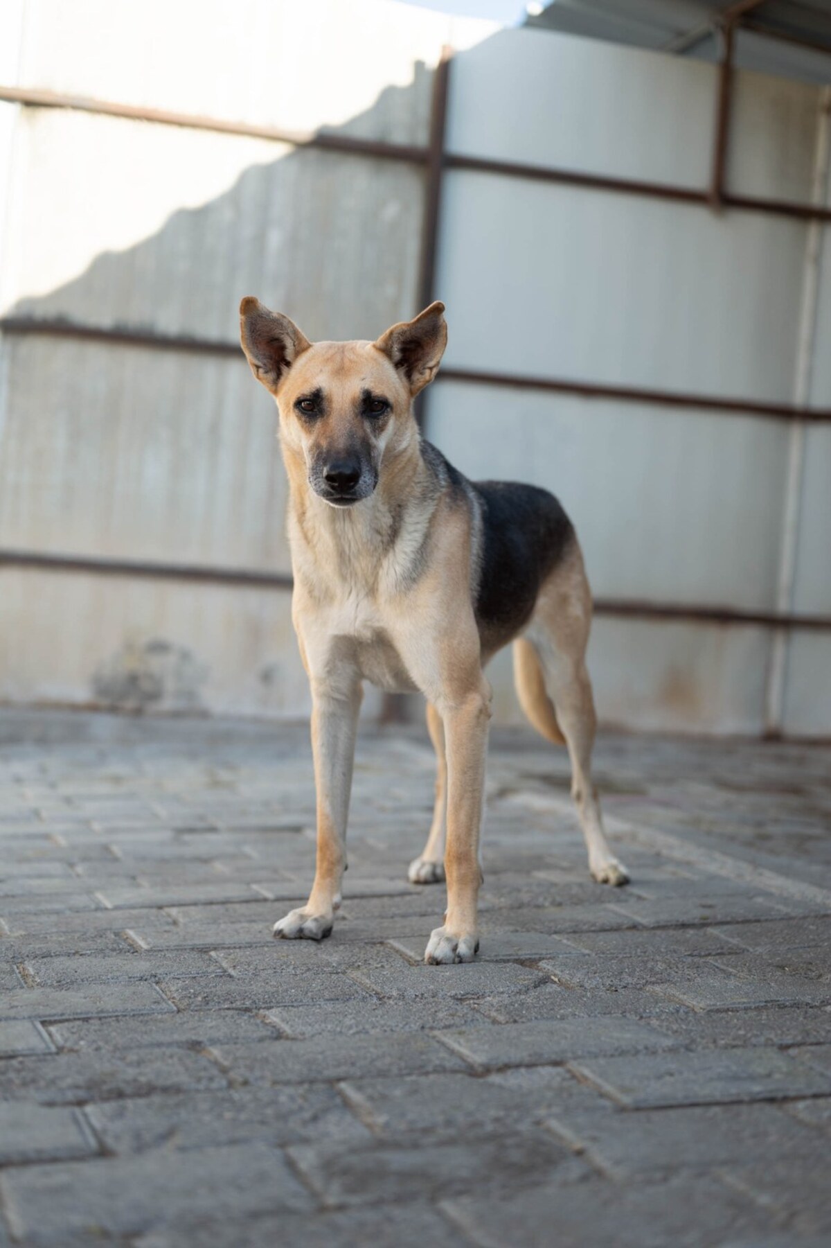 Adoption Vendie