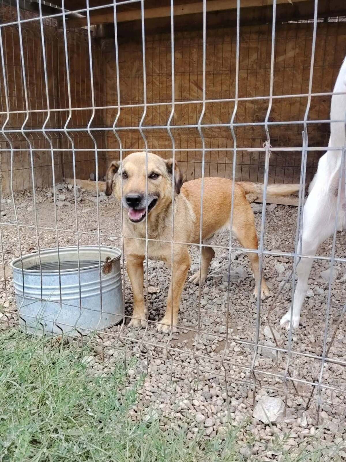 Adoption Buzz