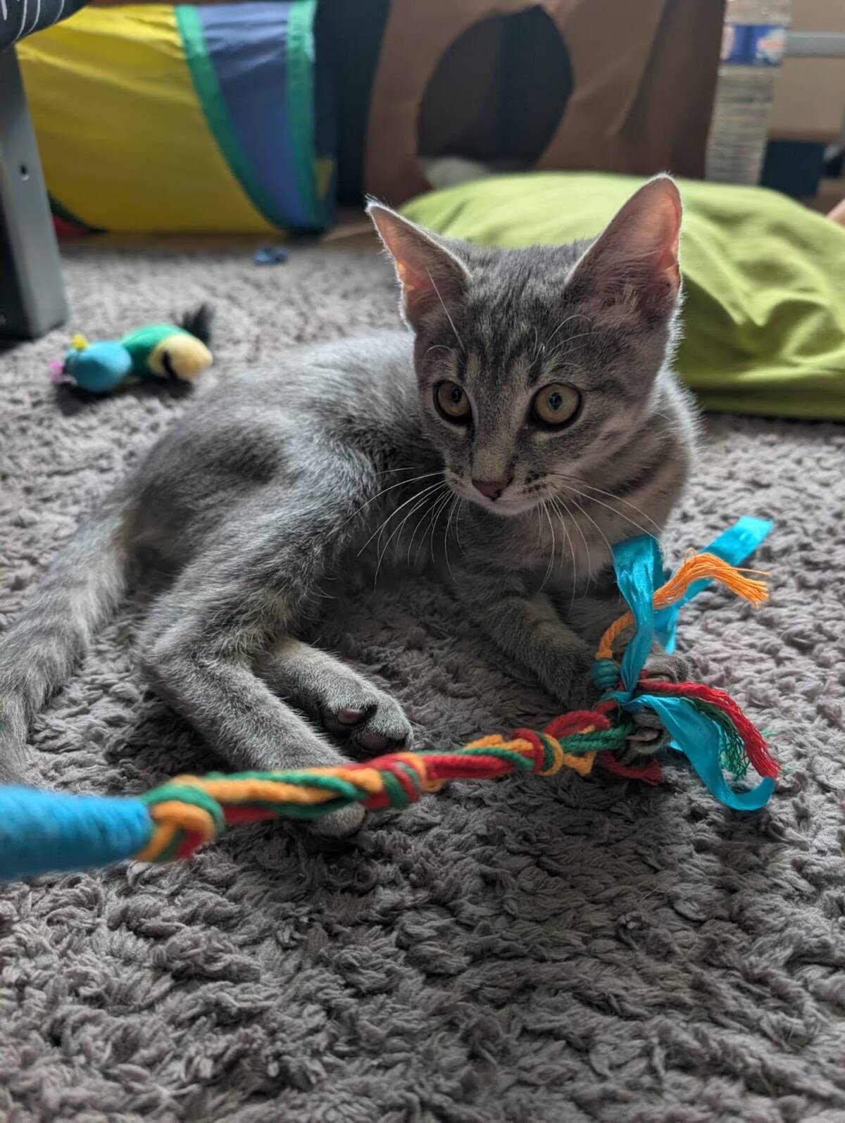 Adoption Cendro