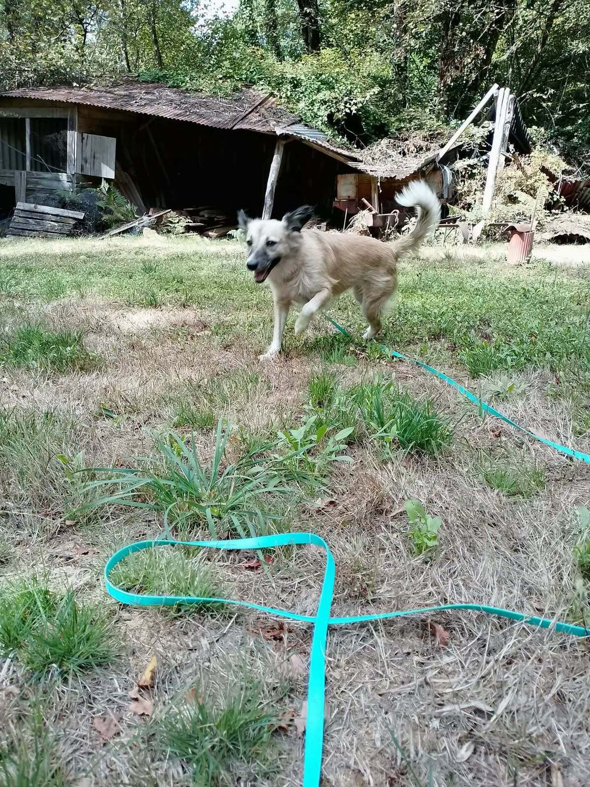 Adoption Nope