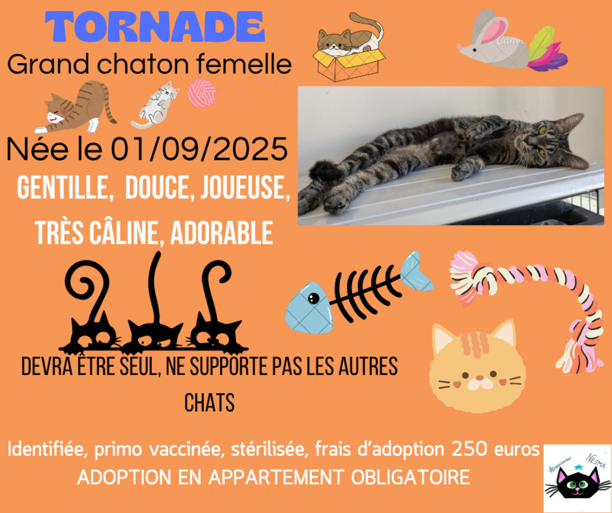 Adoption Tornade