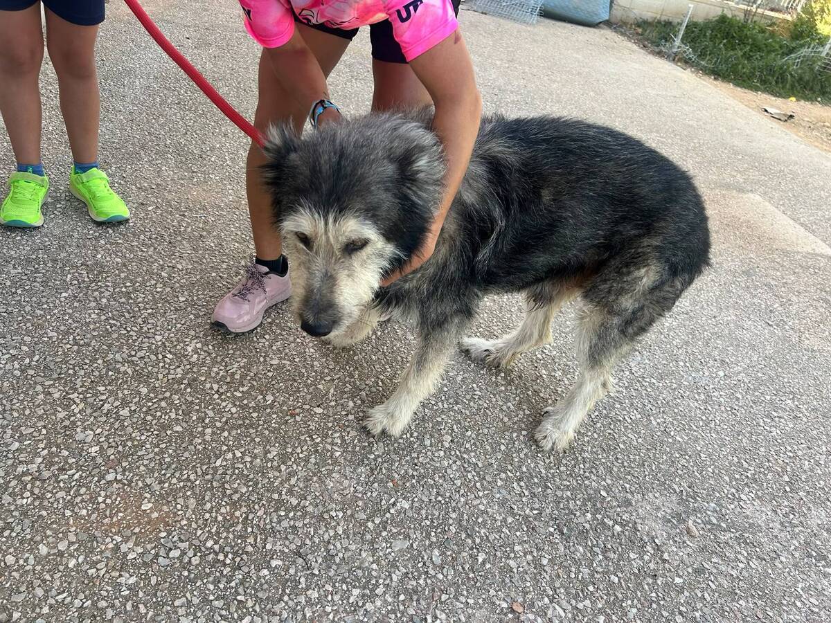 Adoption Sam
