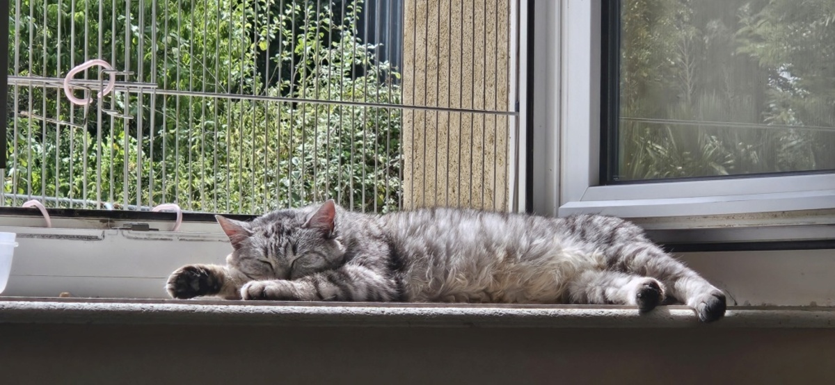 Adoption Mikeu