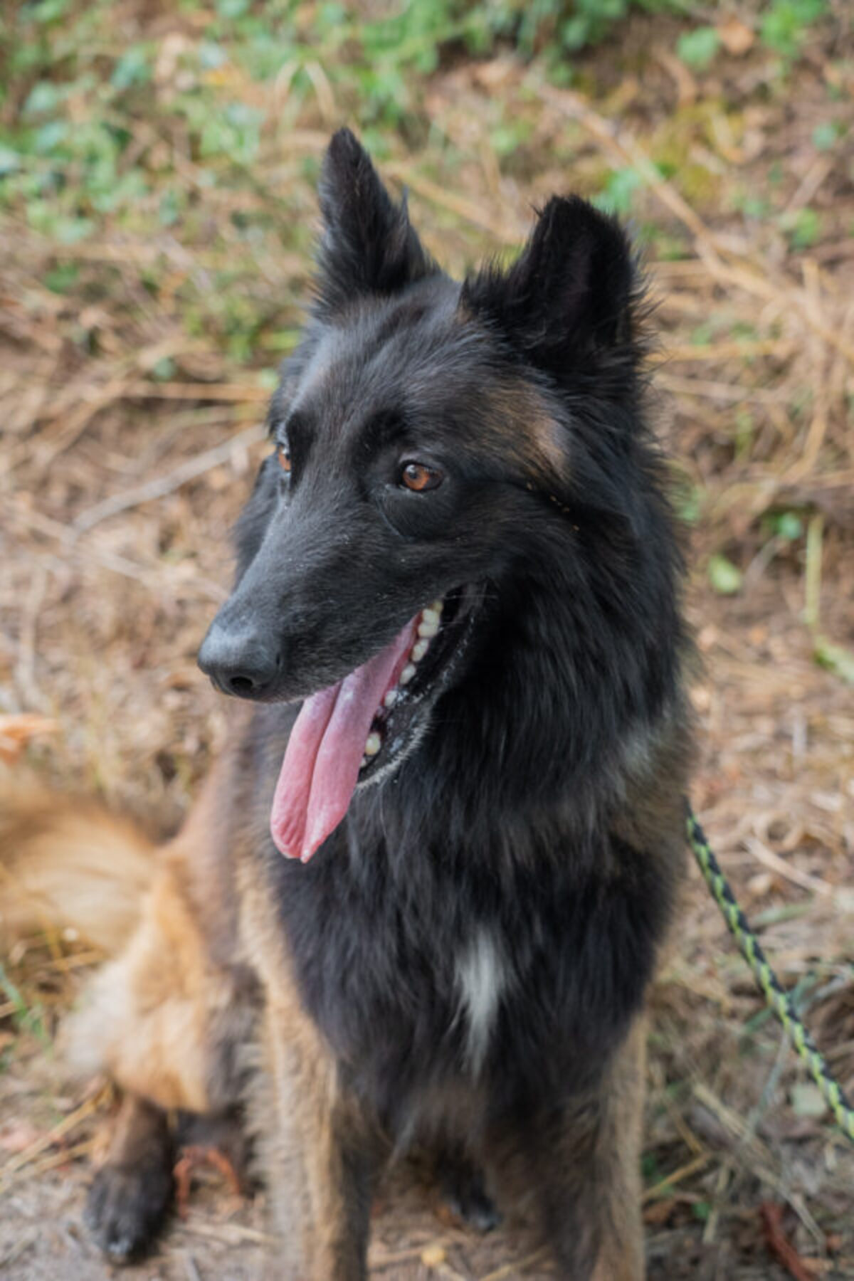 Adoption Caramel