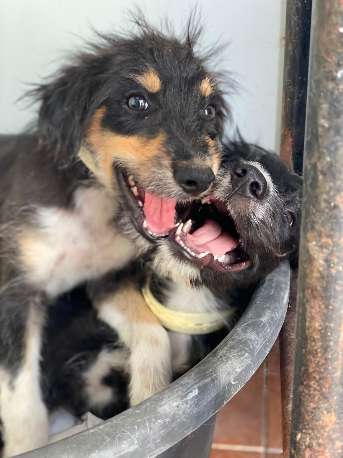 Adoption Levante 