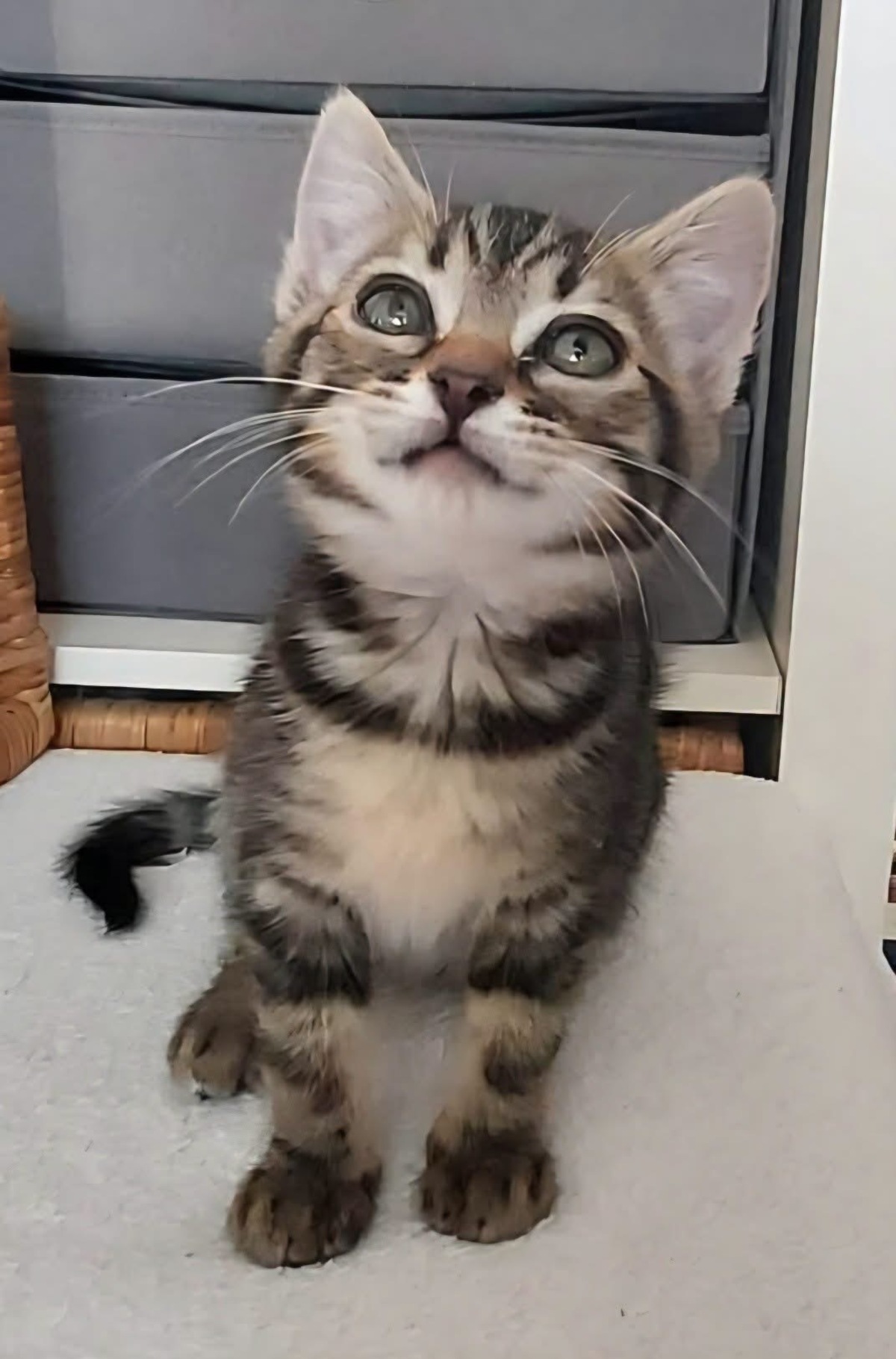 Adoption Erell 